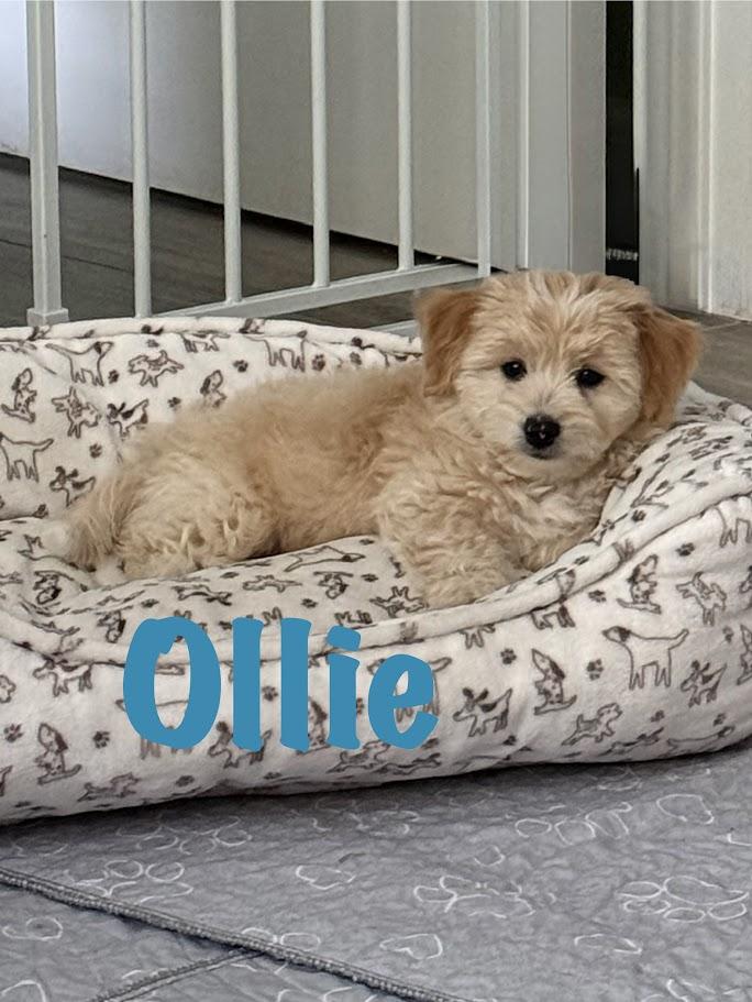 Enlarge Ollie, an adopted mixed breed in Bradenton, FL image 2/5