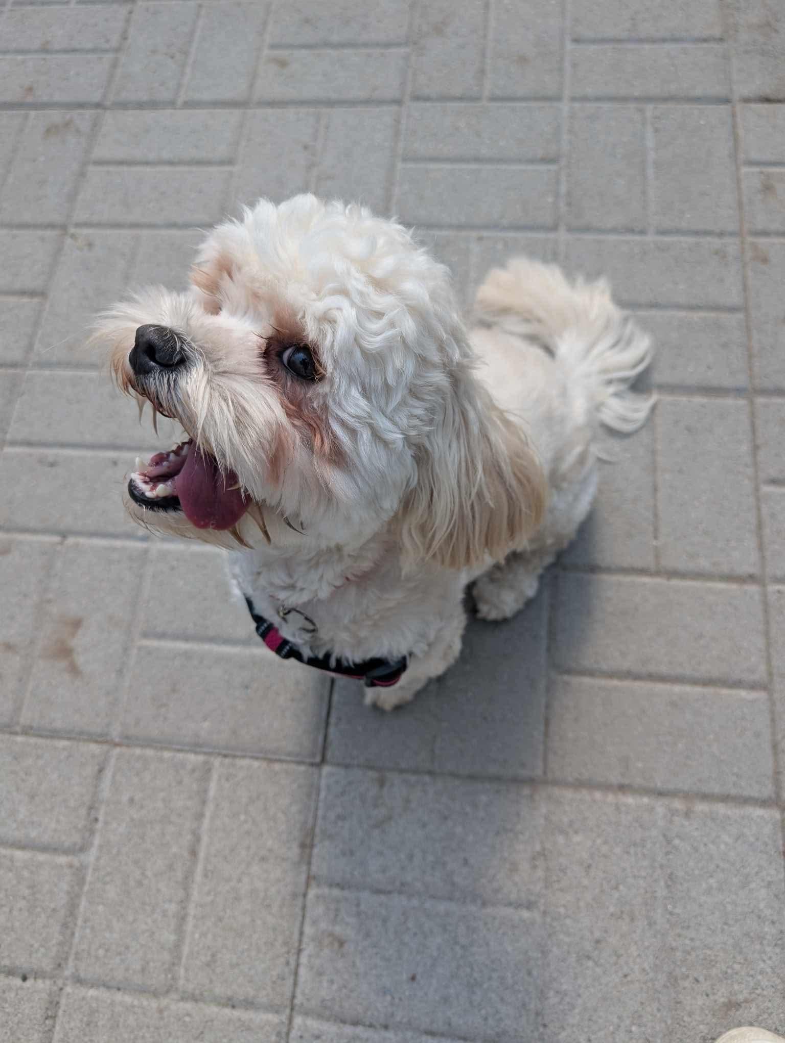 Daisy, Adopted, Young Female Shih Tzu & Poodle.
