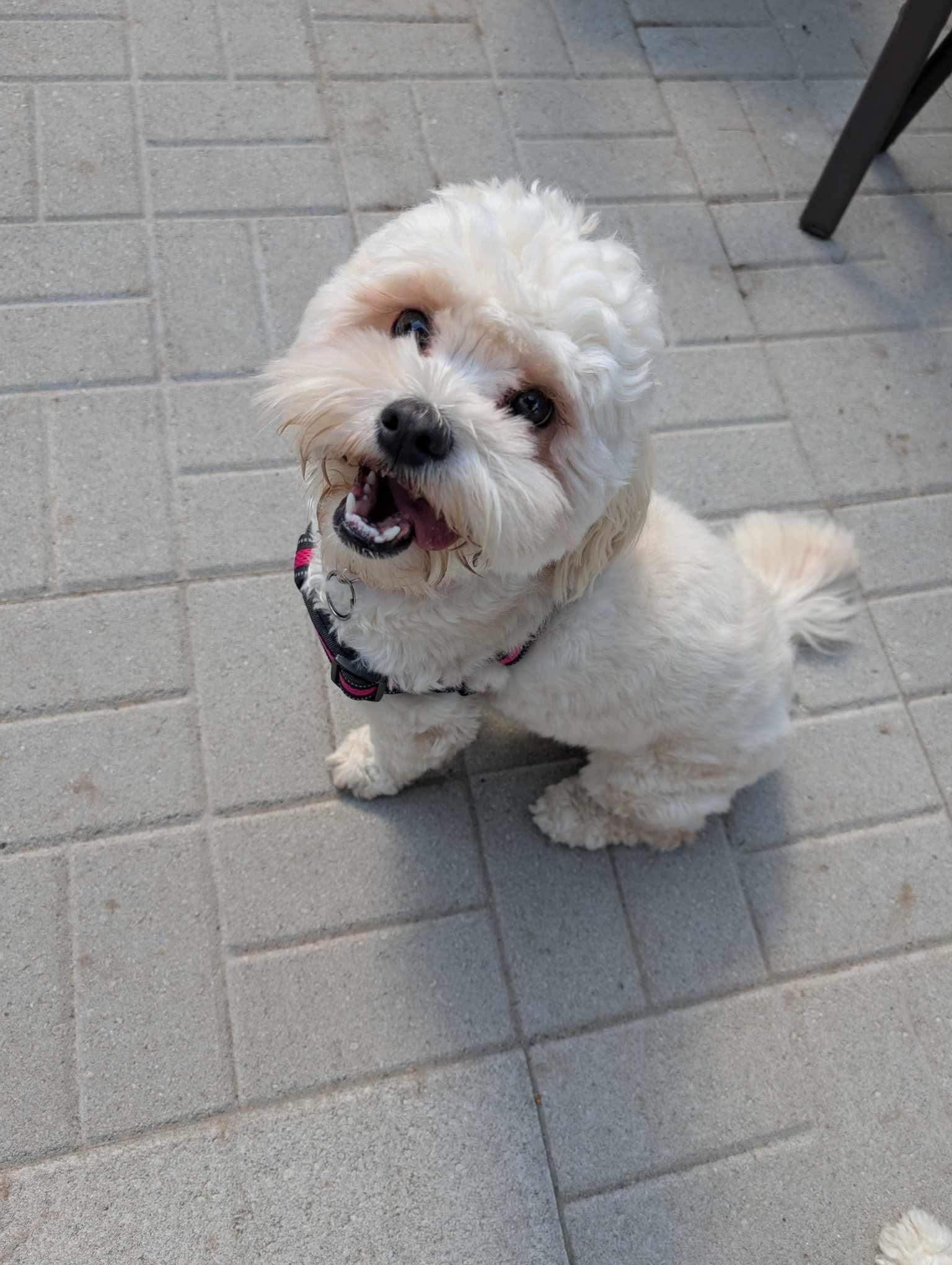 Daisy, a Adopted mixed breed in Hawkestone, ON image 2/3