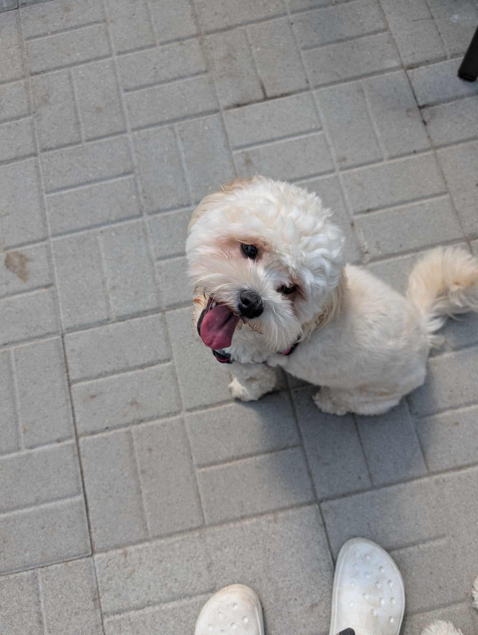 Daisy, a Adopted mixed breed in Hawkestone, ON image 3/3