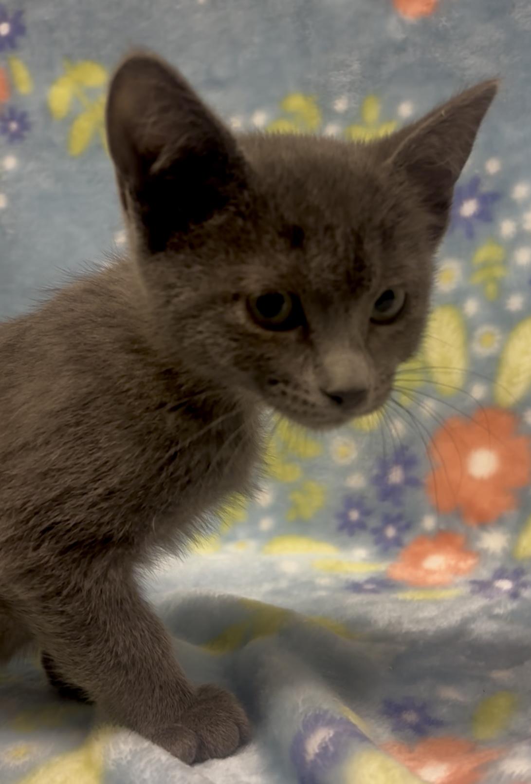 Enlarge Scarlet Witch, an adopted mixed breed in Payson, AZ image 1/2