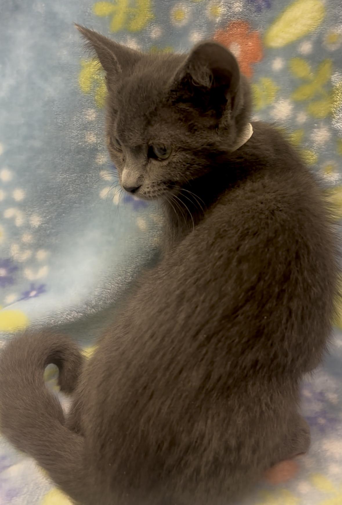 Enlarge Scarlet Witch, an adopted mixed breed in Payson, AZ image 2/2
