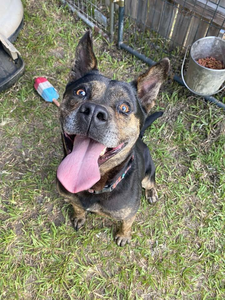 Enlarge Trouble, a Adoptable mixed breed in Mullins, SC image 1/1