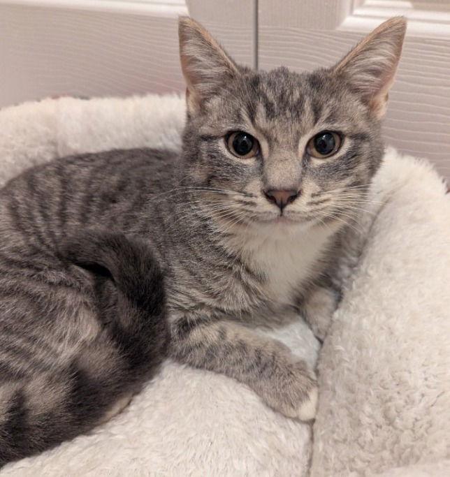 Orecchiette, a Adopted Domestic Short Hair in Oviedo, FL image 1/3