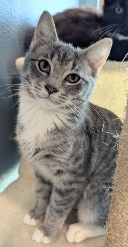 Orecchiette, a Adopted Domestic Short Hair in Oviedo, FL image 2/3