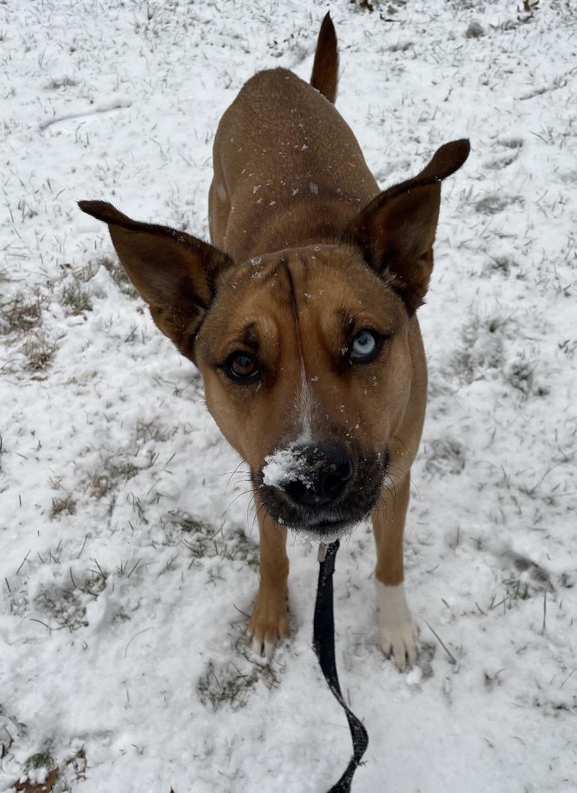 Iris, a Adoptable mixed breed in Pembroke, MA image 1/6