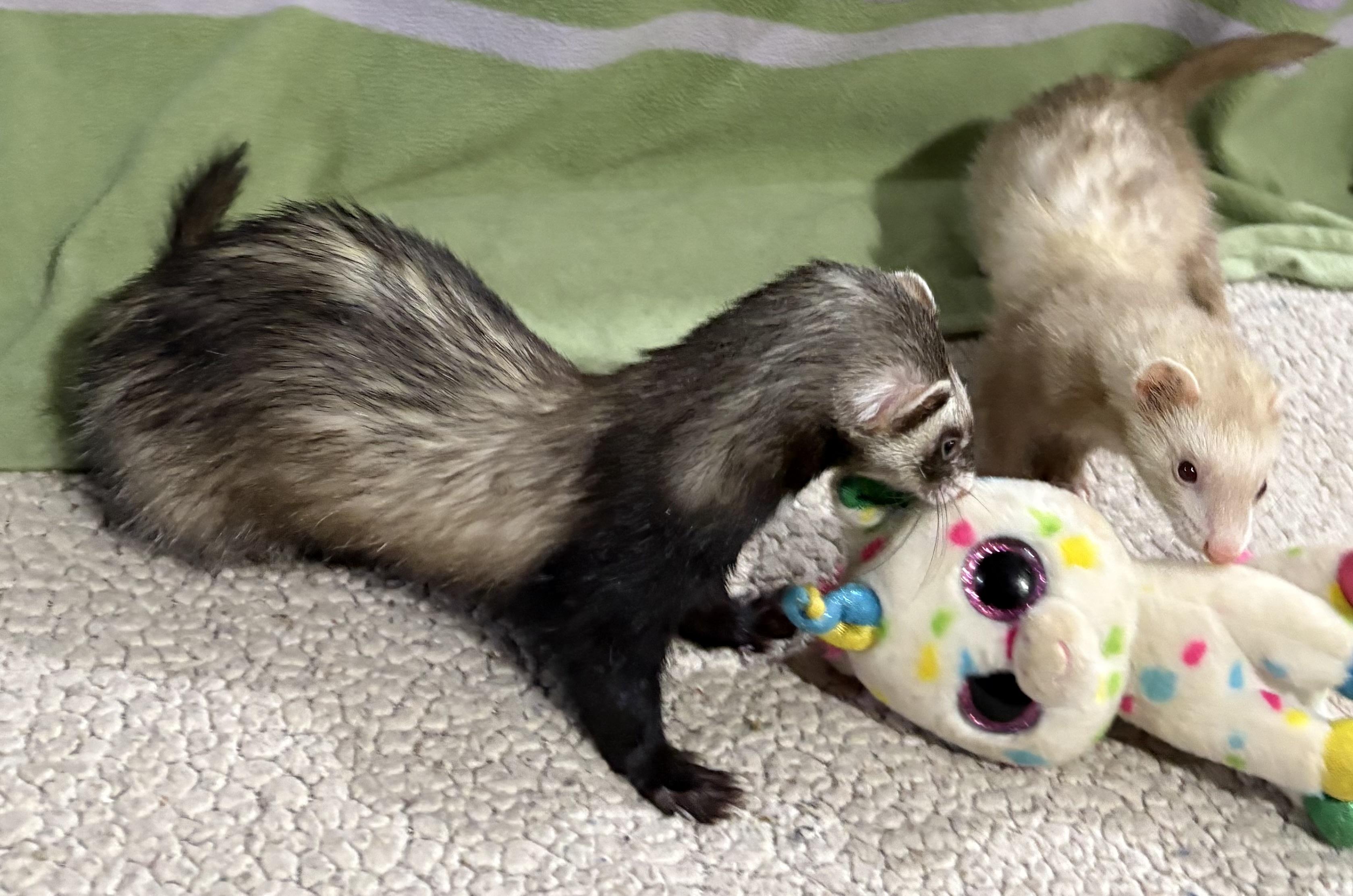Enlarge MINNIEandMOE, a Adoptable Ferret in Grand Rapids, MI image 1/3