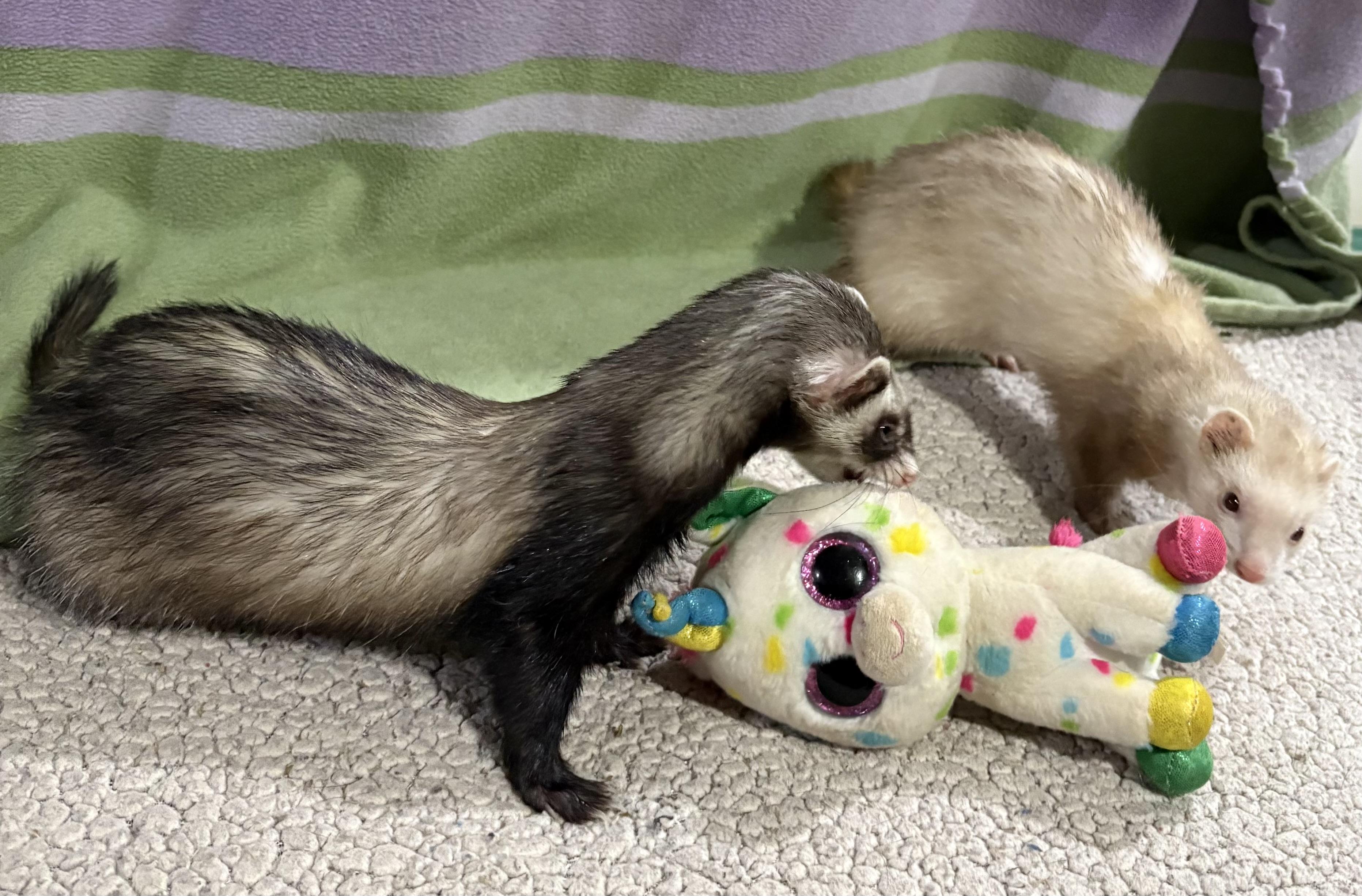 Enlarge MINNIEandMOE, a Adoptable Ferret in Grand Rapids, MI image 2/3