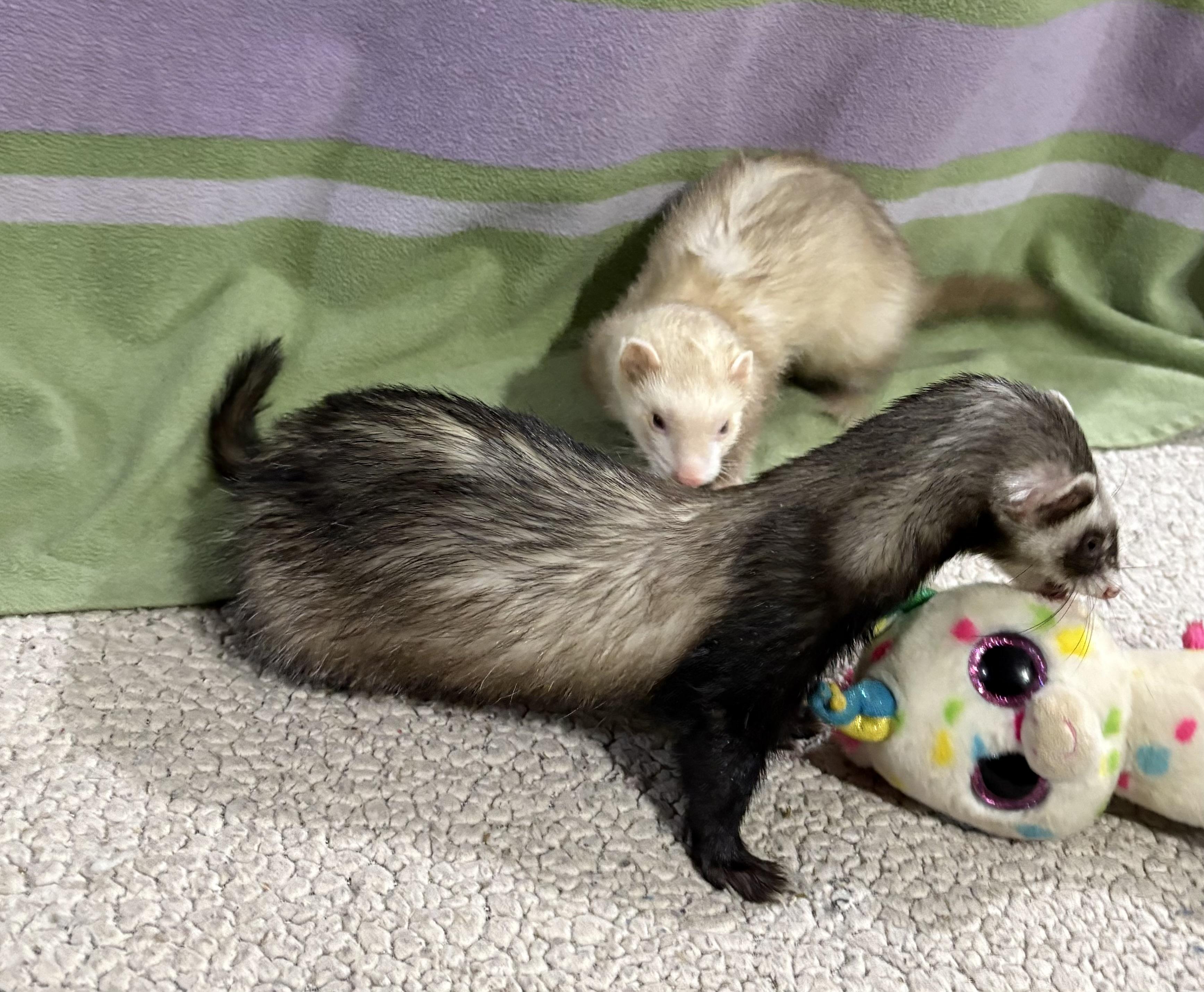 Enlarge MINNIEandMOE, a Adoptable Ferret in Grand Rapids, MI image 3/3
