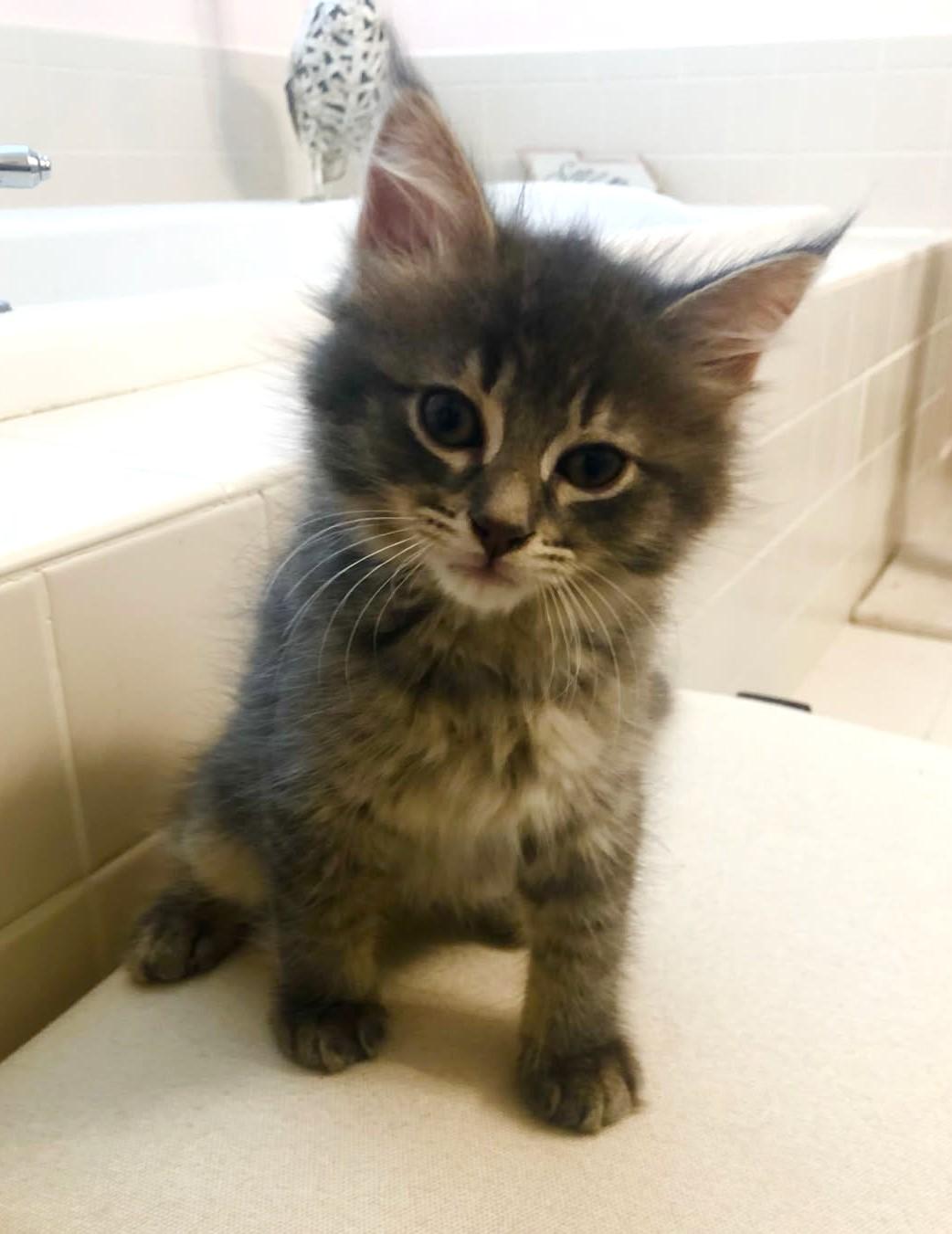 MoonBeam             (Bonded to Astro)