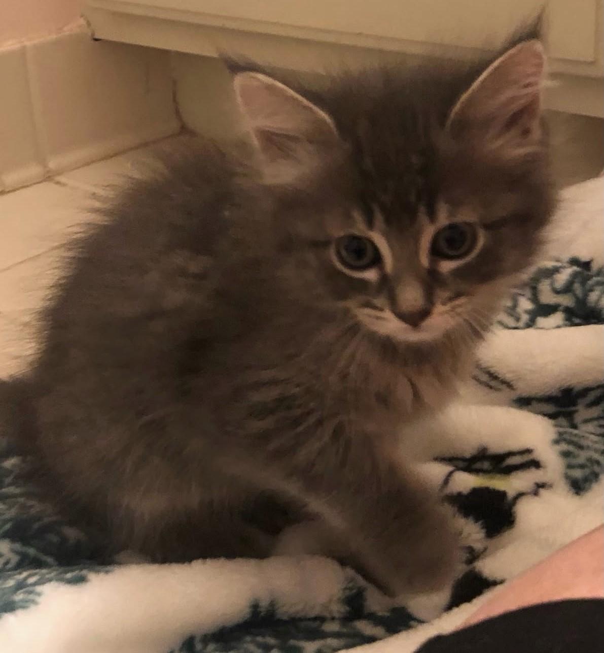 MoonBeam             (Bonded to Astro)