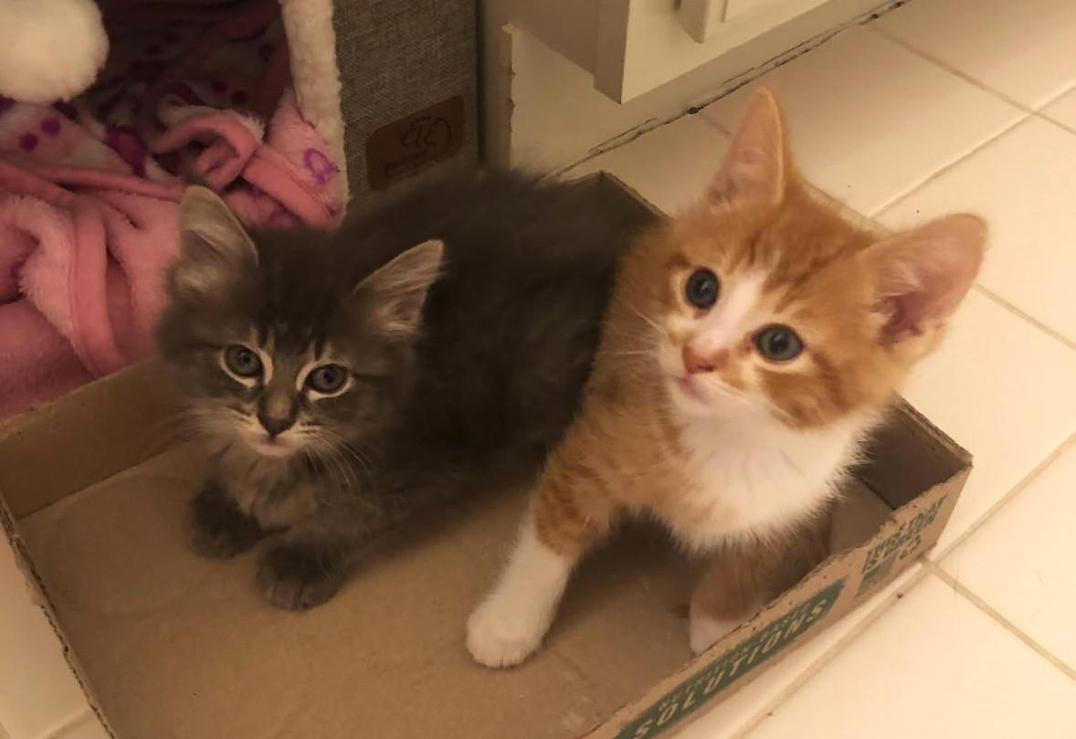MoonBeam             (Bonded to Astro)