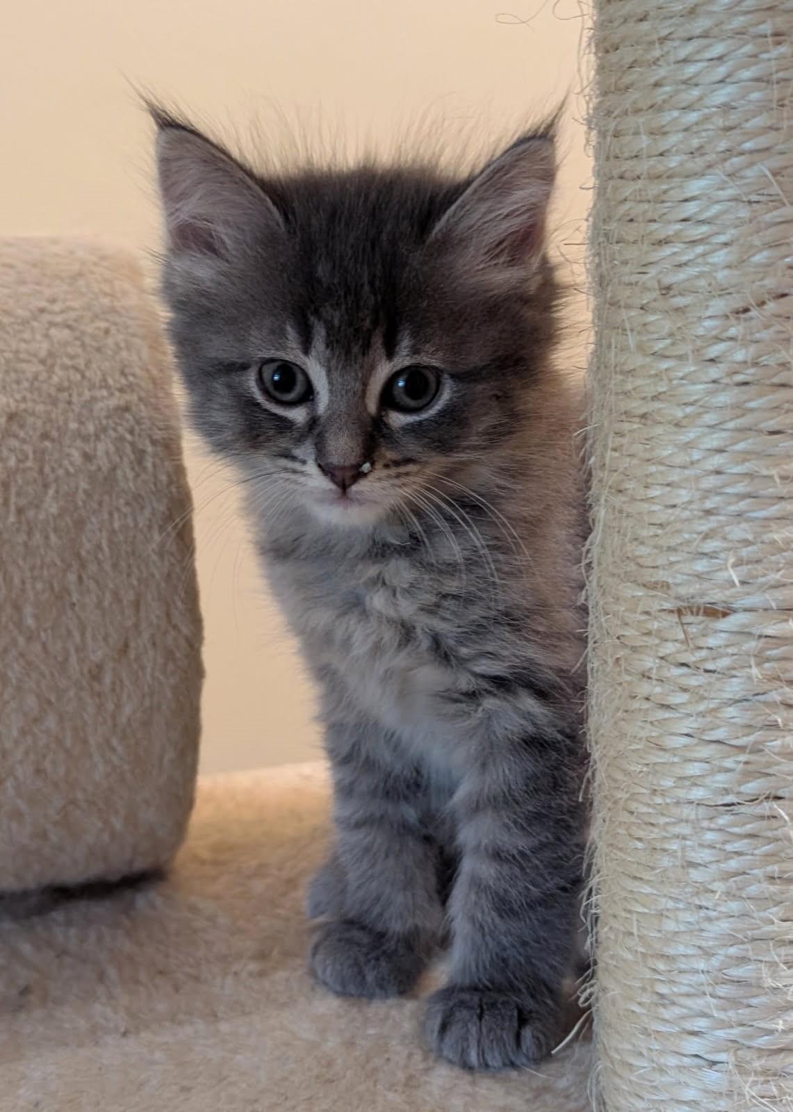 MoonBeam             (Bonded to Astro)