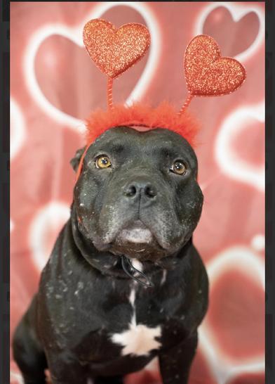 Vader — thumbnail 4