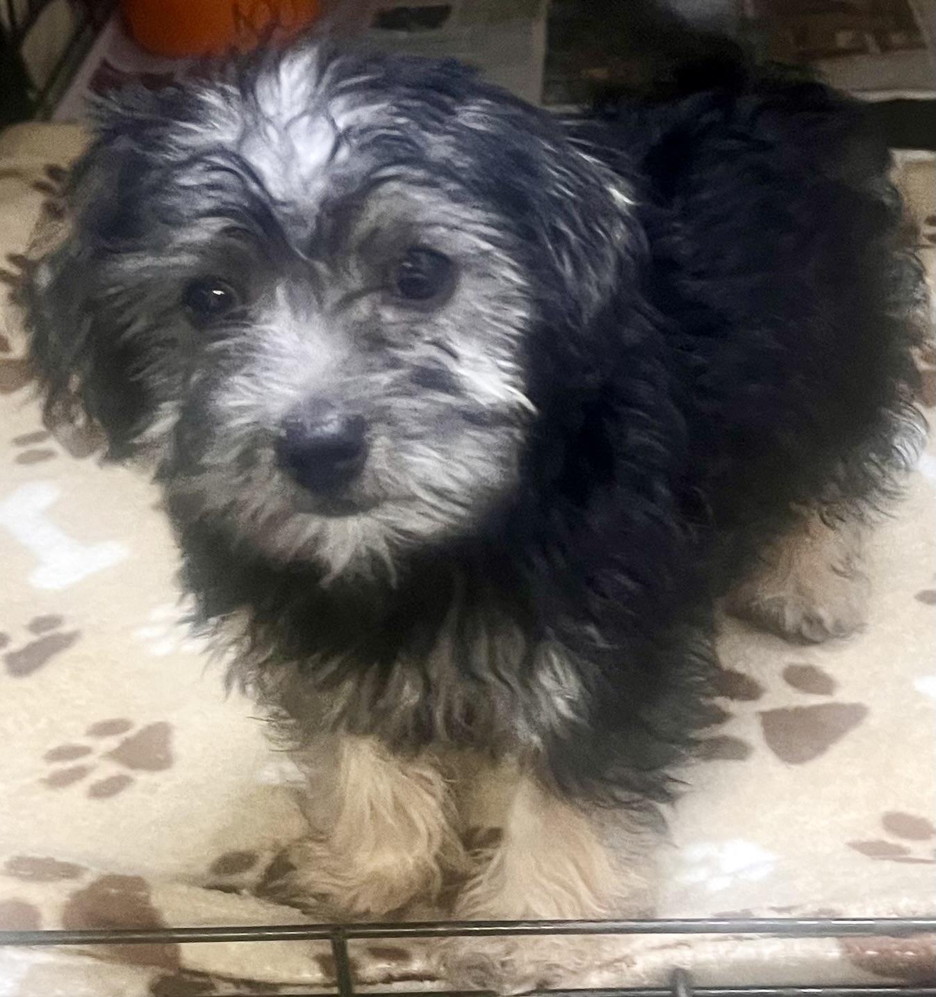 Enlarge Banjo, an adopted mixed breed in Los Angeles, CA image 2/2