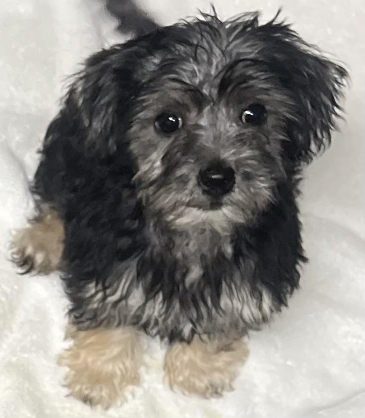 Banjo, adopted, Puppy Male Yorkie Poo & Maltipoo.