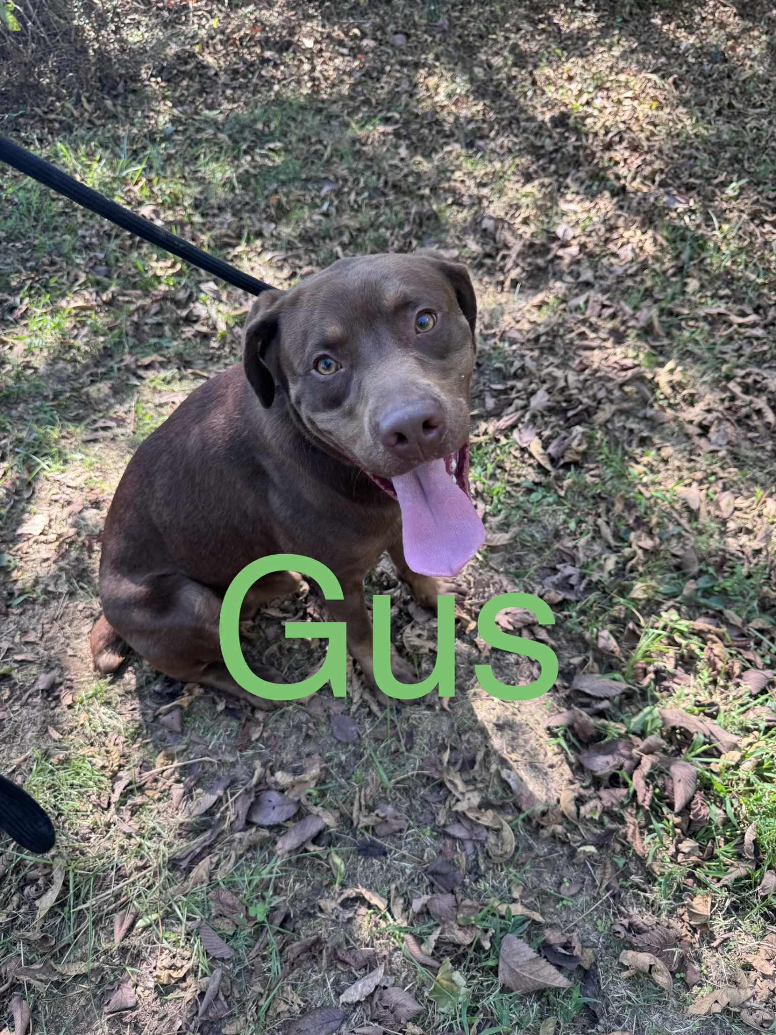 Enlarge Gus, a Adoptable mixed breed in Hartford, KY image 1/1