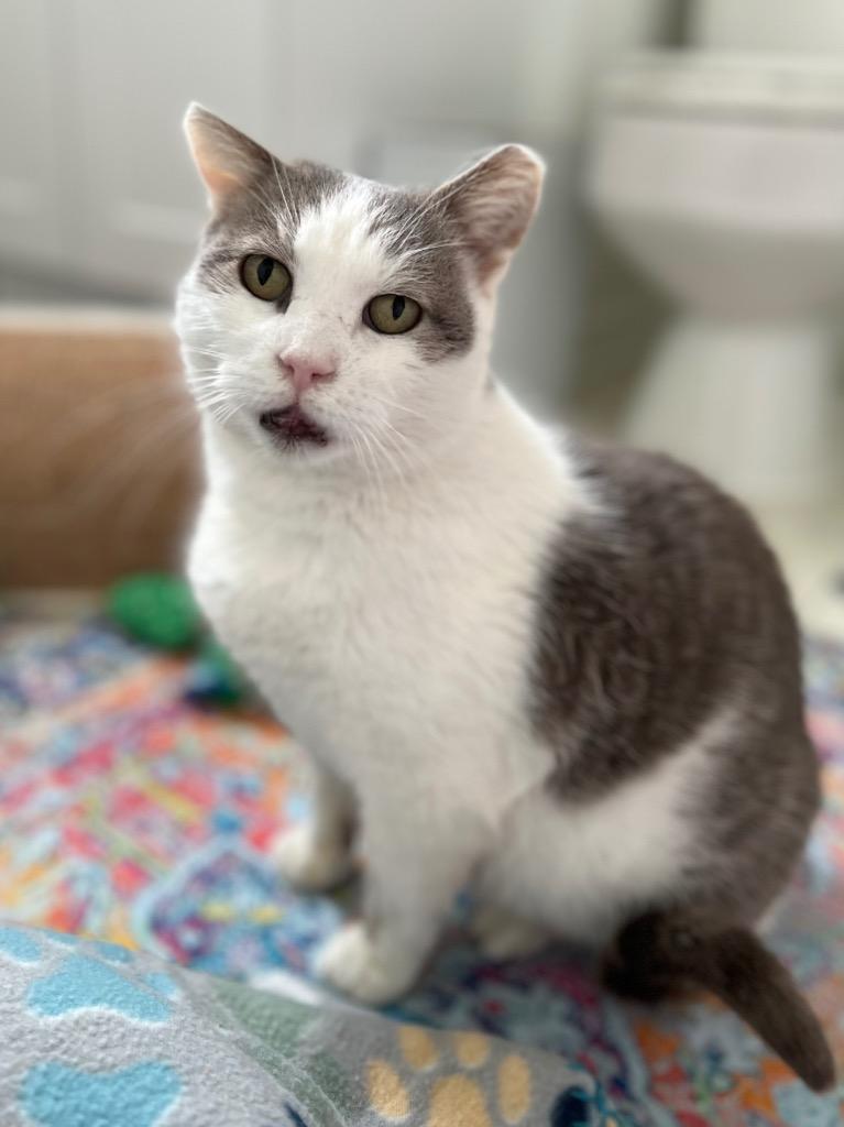 Enlarge Nacho Fry, a Adoptable mixed breed in Ewing, NJ image 1/6