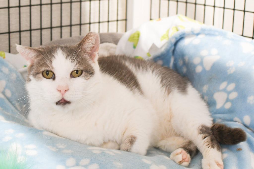 Enlarge Nacho Fry, a Adoptable mixed breed in Ewing, NJ image 2/6