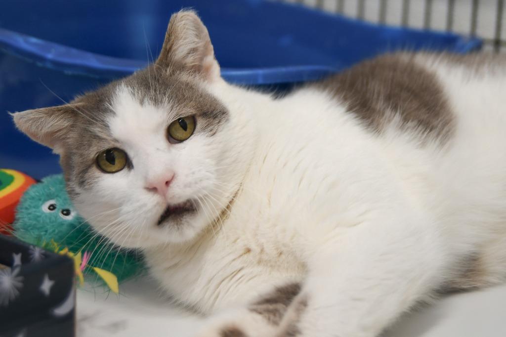 Enlarge Nacho Fry, a Adoptable mixed breed in Ewing, NJ image 3/6