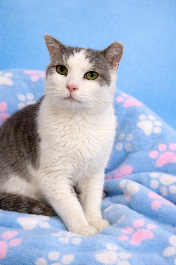 Enlarge Nacho Fry, a Adoptable mixed breed in Ewing, NJ image 4/6