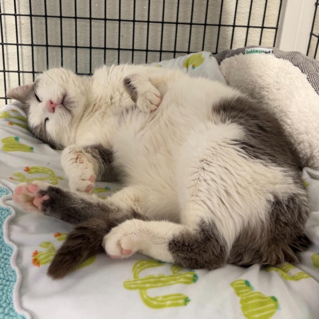 Enlarge Nacho Fry, a Adoptable mixed breed in Ewing, NJ image 5/6