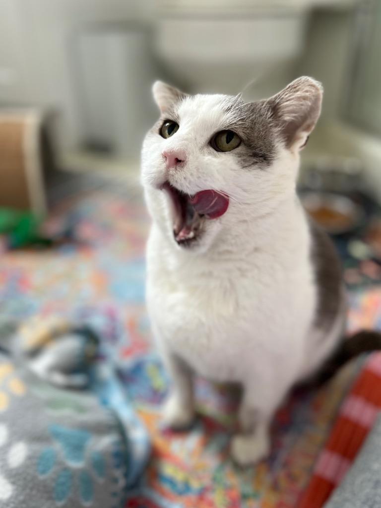 Enlarge Nacho Fry, a Adoptable mixed breed in Ewing, NJ image 6/6