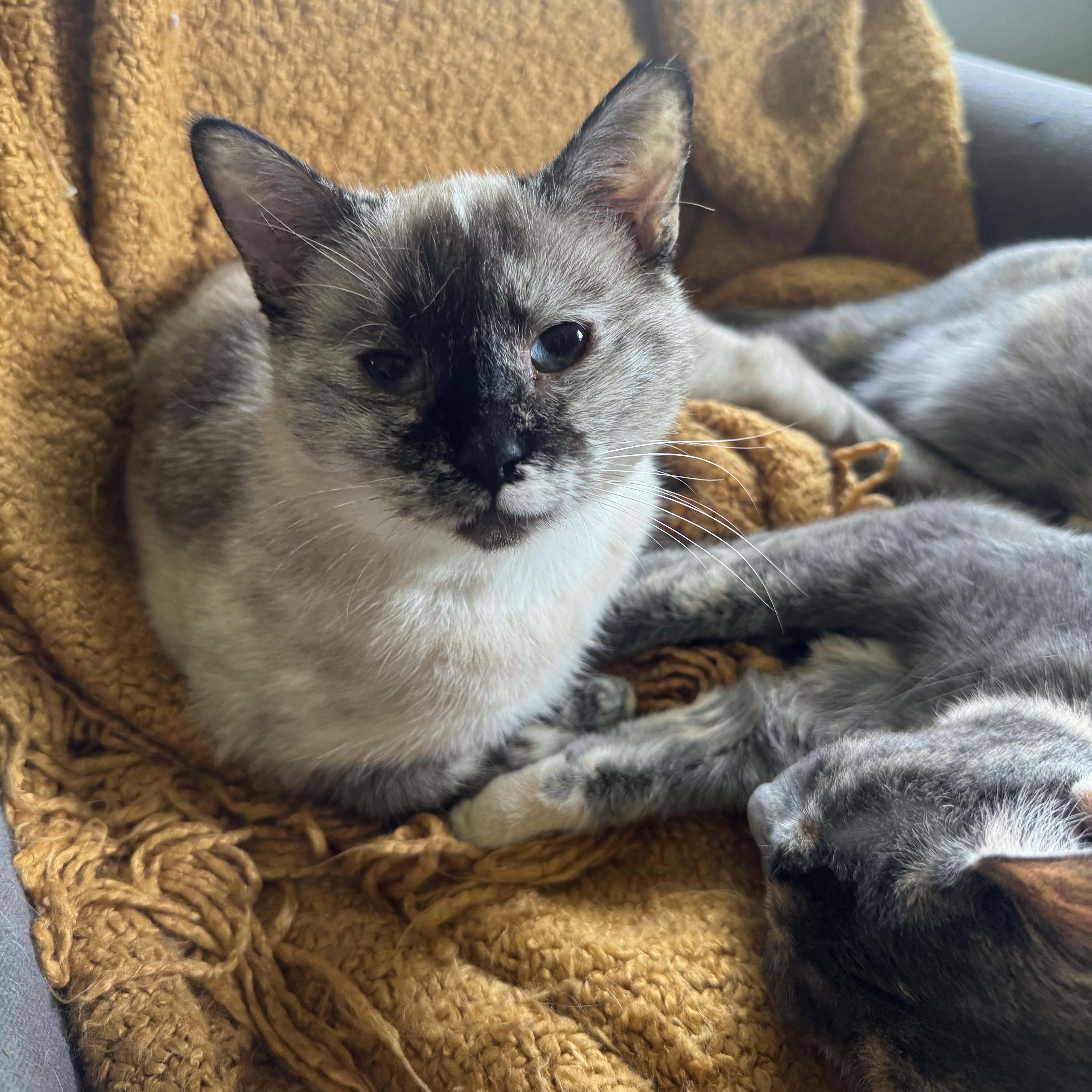 Sundae, Adoptable, Adult Female Manx & Domestic Short Hair.