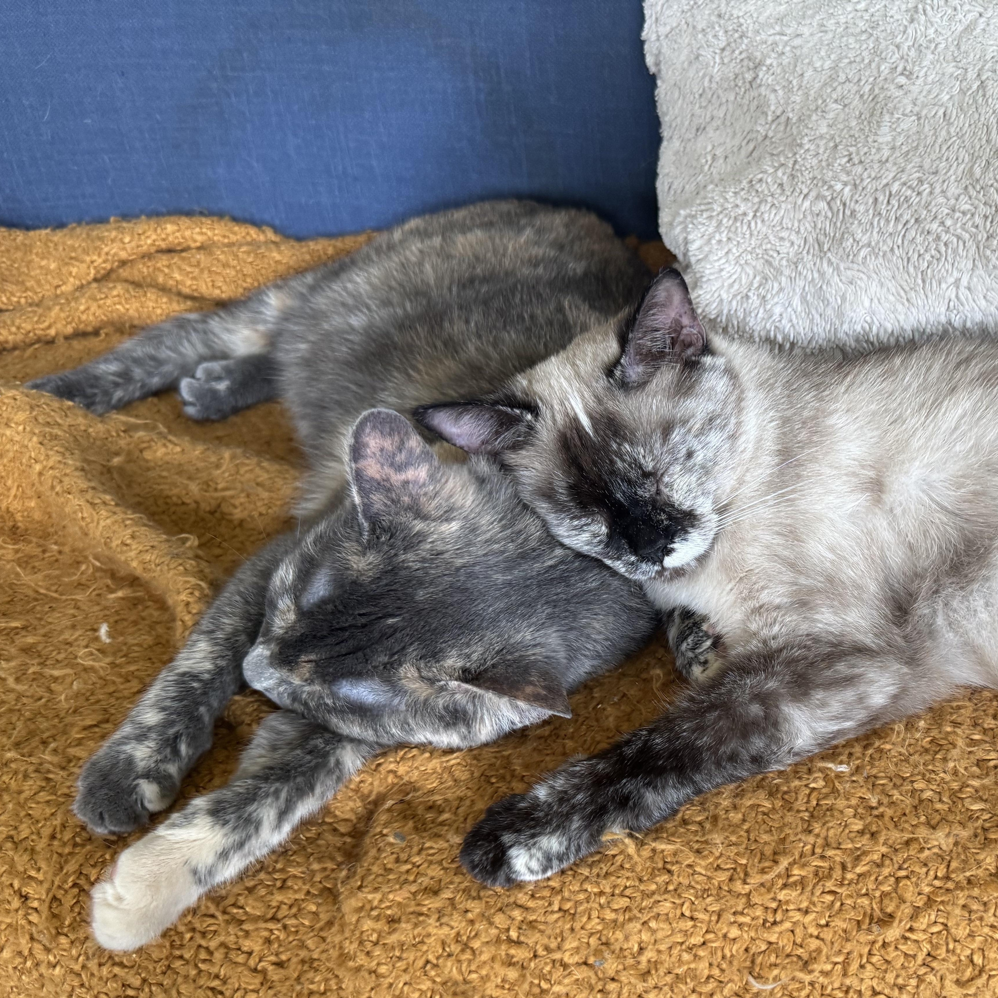 Enlarge Sundae, a Adoptable mixed breed in Mount Holly, NC image 2/5