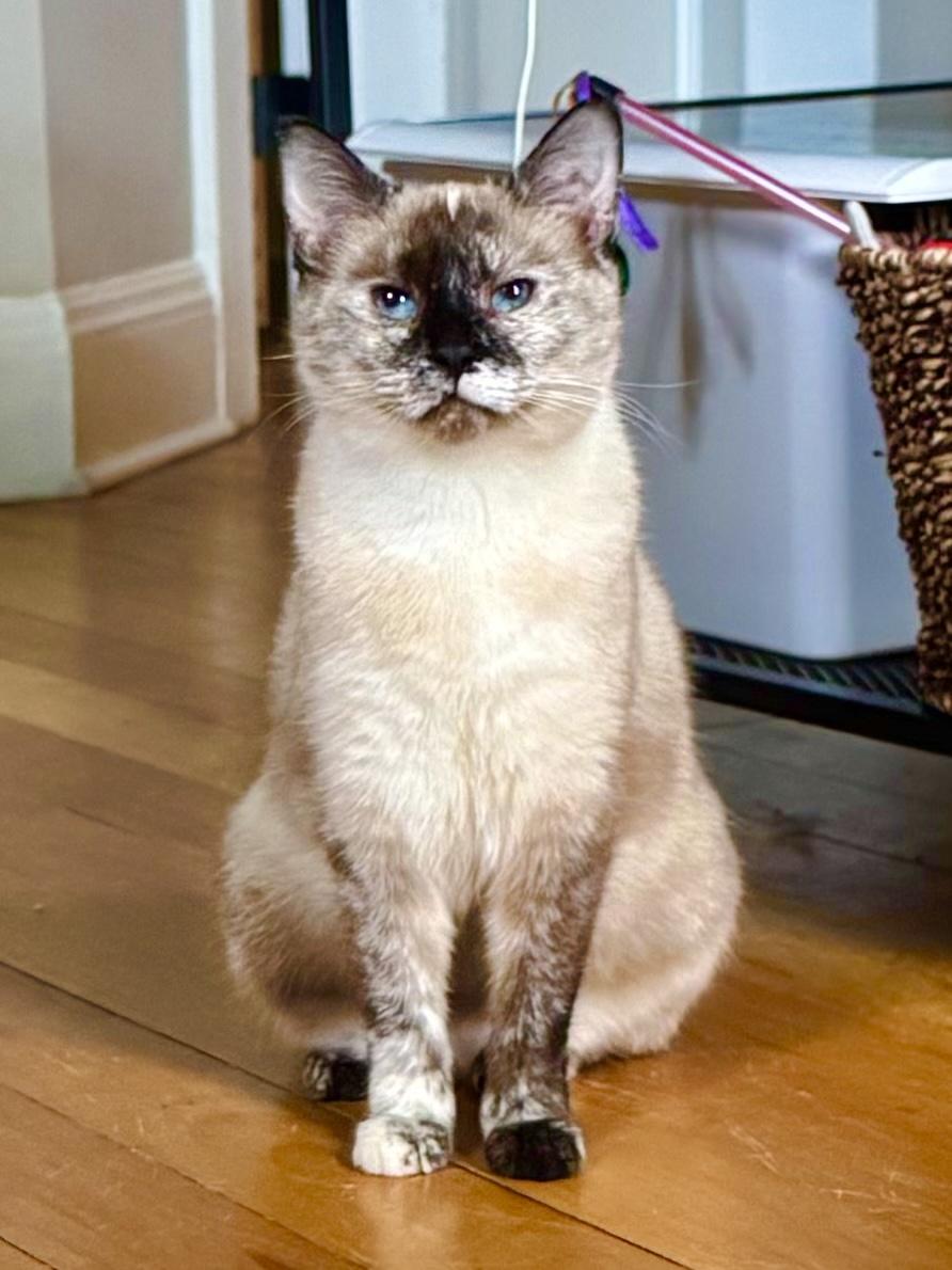 Enlarge Sundae, a Adoptable mixed breed in Mount Holly, NC image 3/5