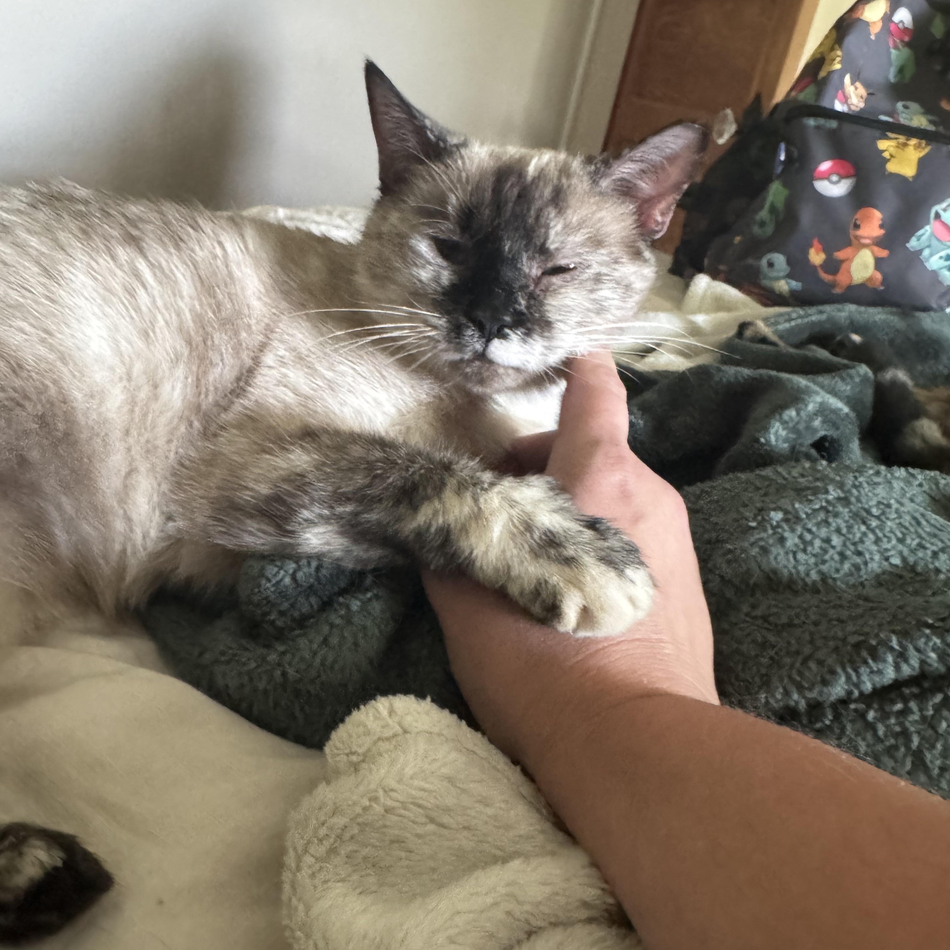 Enlarge Sundae, a Adoptable mixed breed in Mount Holly, NC image 5/5