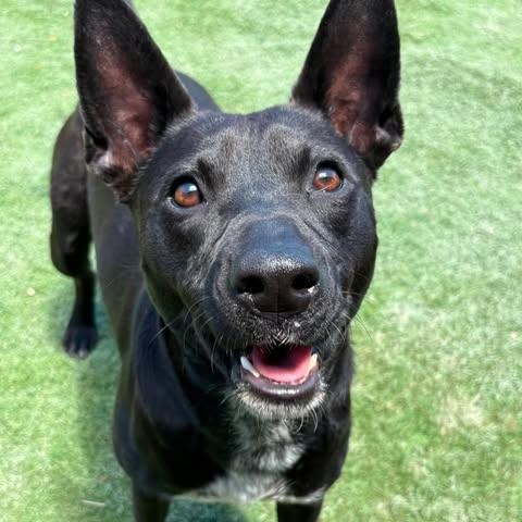 Courtney, Adoptable, Young Female Australian Cattle Dog / Blue Heeler & Labrador Retriever.