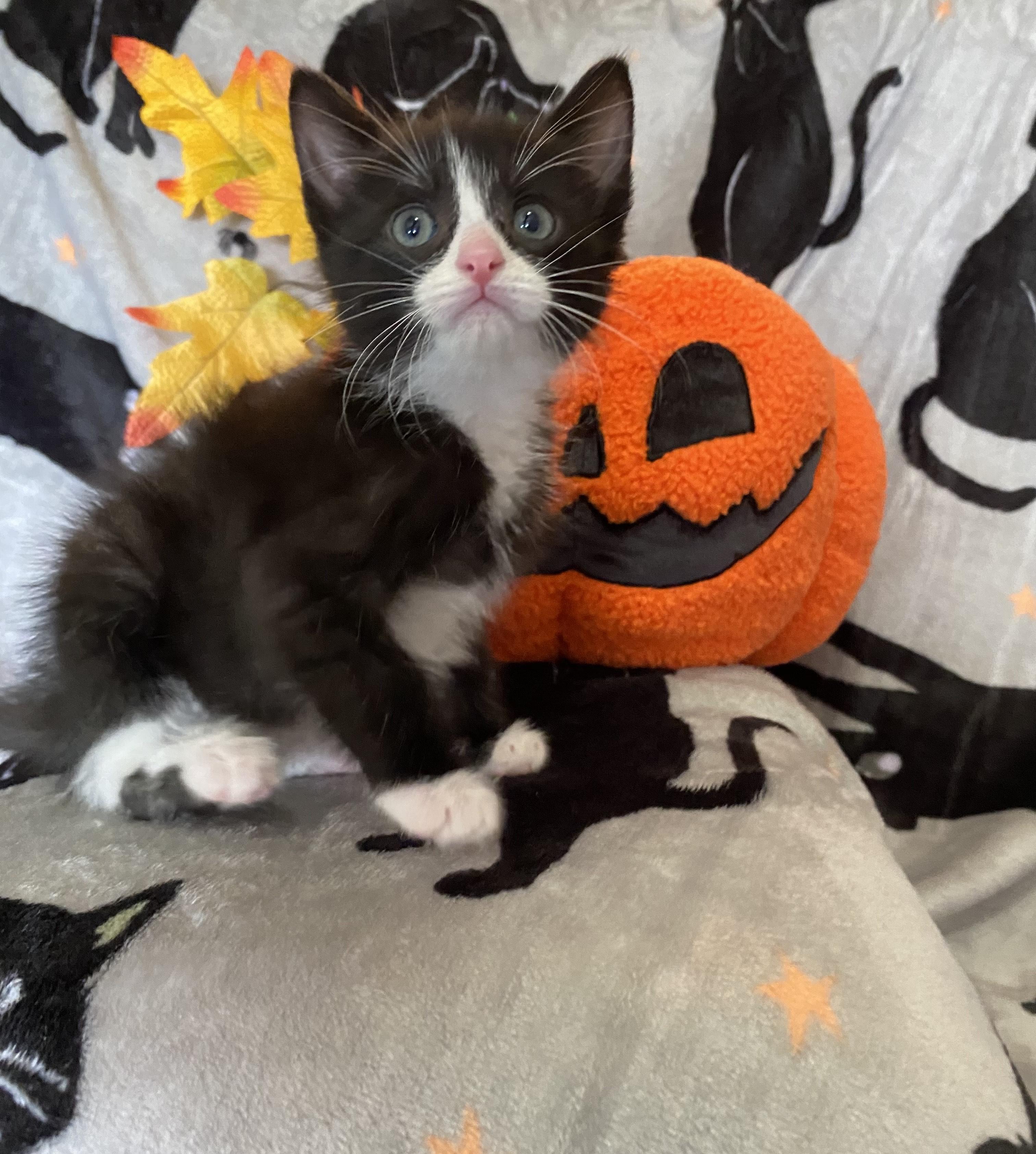 Rigatoni, Adopted, Kitten Male Tuxedo.