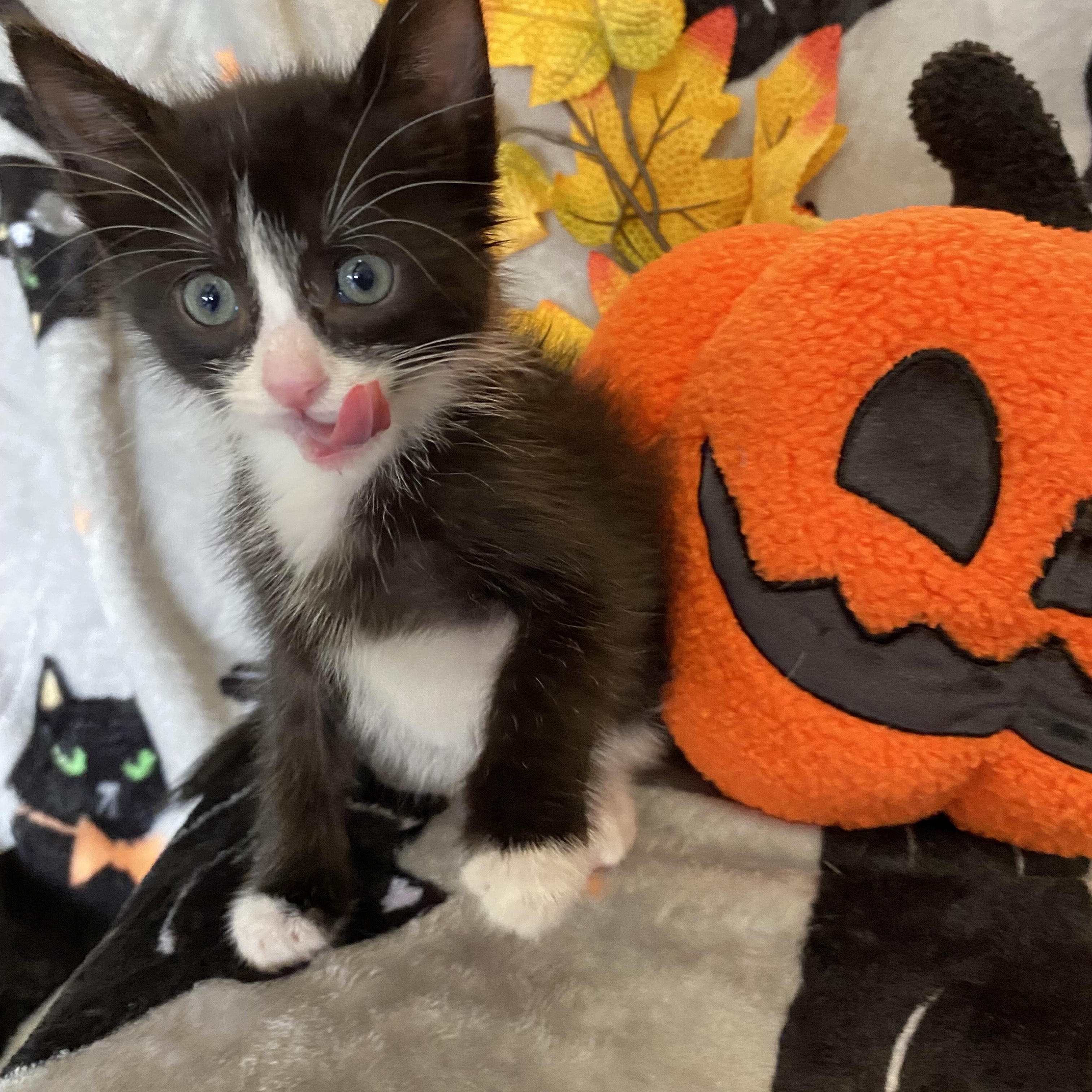 Enlarge Rigatoni, a Adopted Tuxedo in Cabot, AR image 2/2