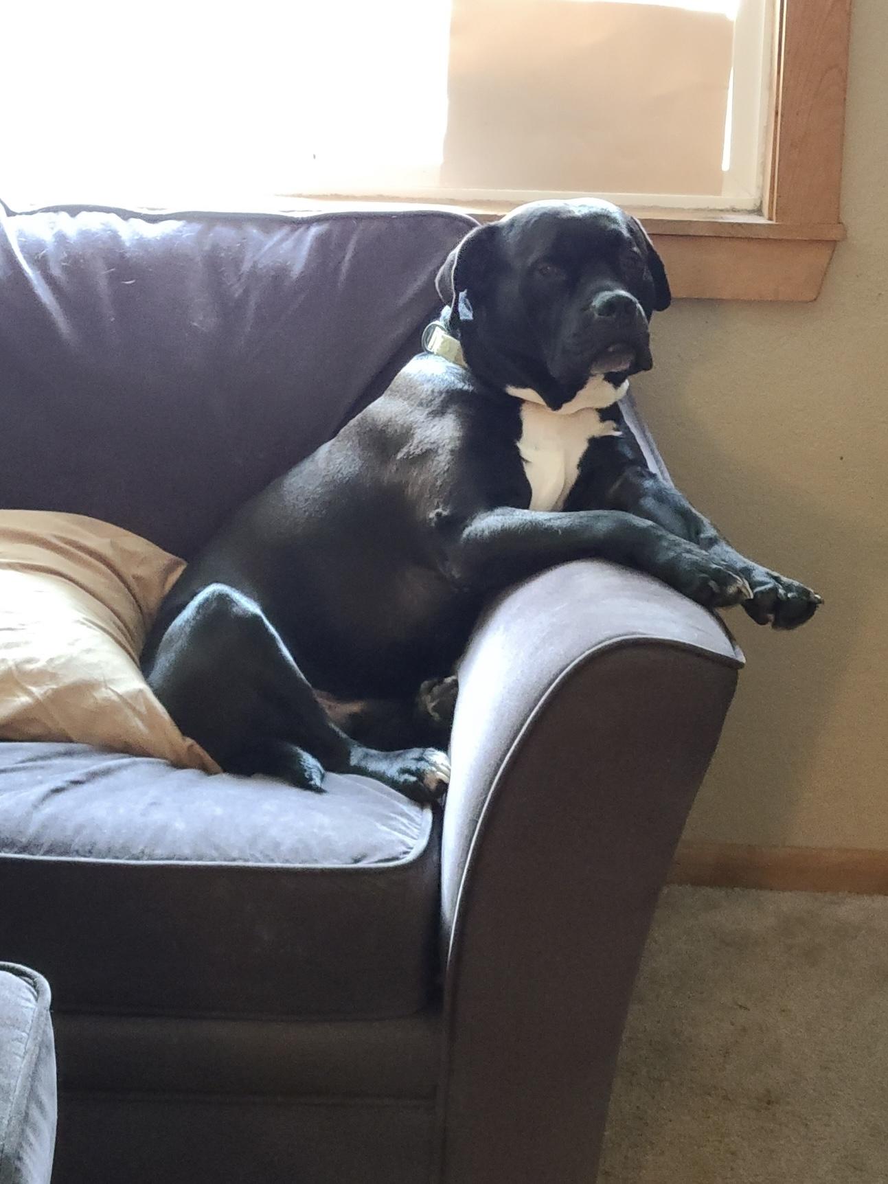 Enlarge Chief , a Adoptable mixed breed in Auburn, WA image 5/6