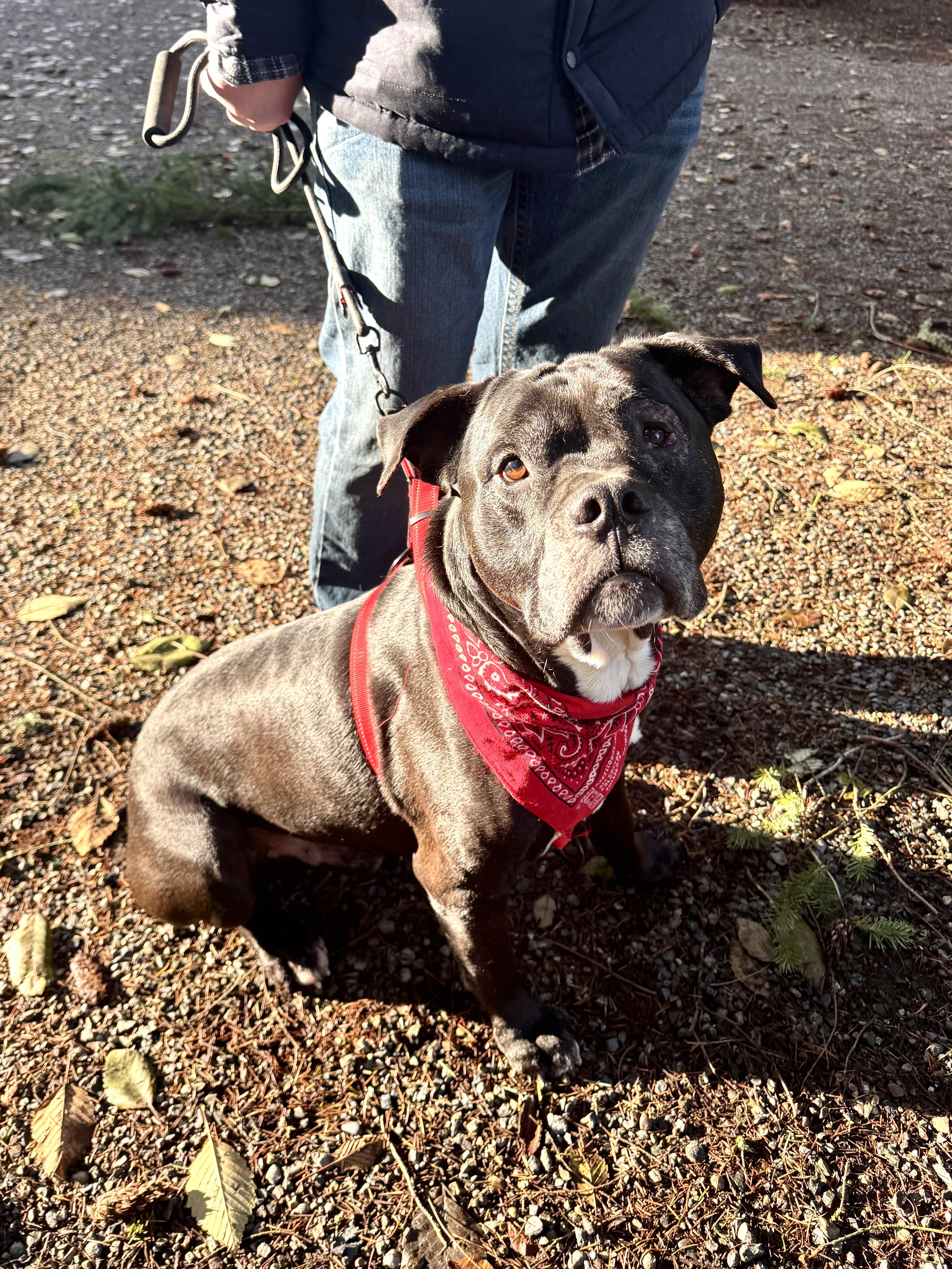 Chief , Adoptable, Senior Male Staffordshire Bull Terrier.