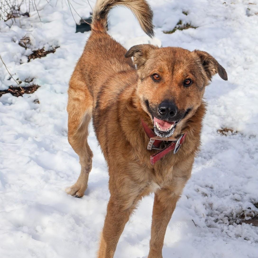 Miss Toffee, ADOPTABLE, Adult Female Shepherd.