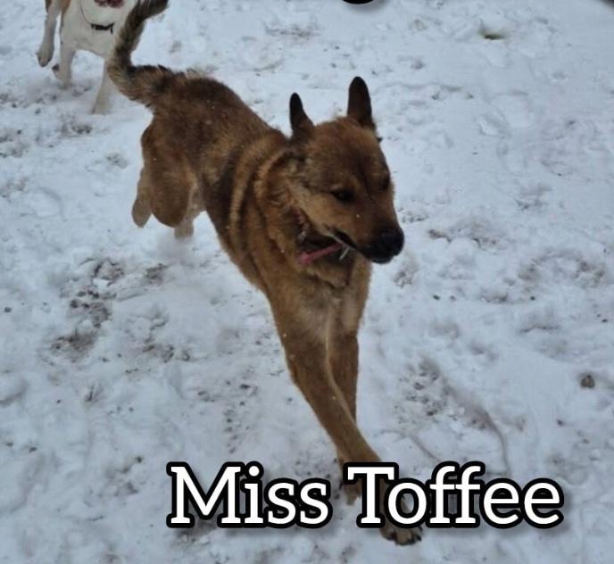 Enlarge Miss Toffee, a ADOPTABLE Shepherd in Hollister, MO image 4/4