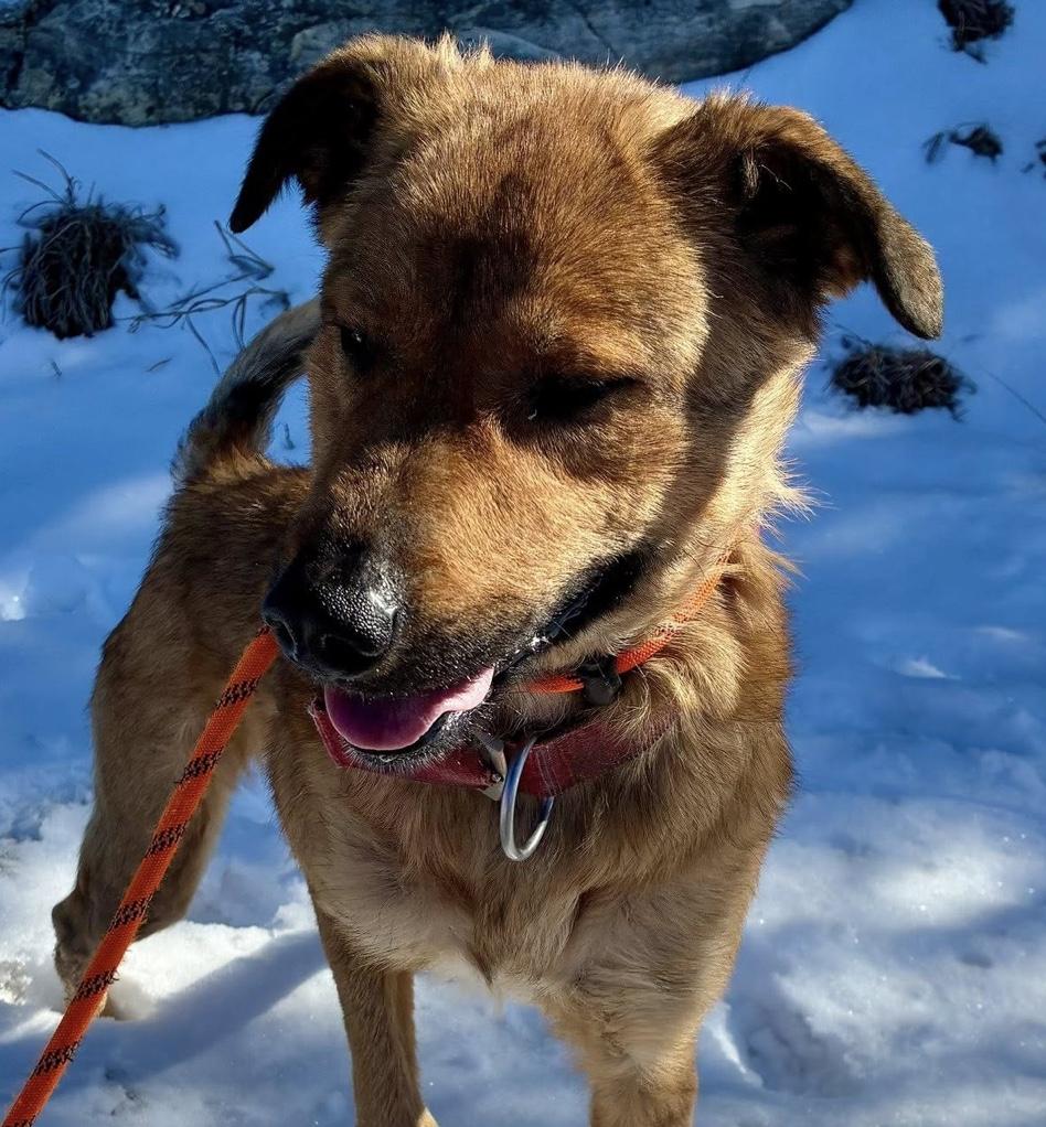 Enlarge Miss Toffee, a ADOPTABLE Shepherd in Hollister, MO image 3/4