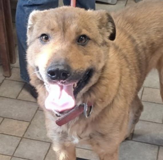 Enlarge Miss Toffee, a ADOPTABLE Shepherd in Hollister, MO image 2/4