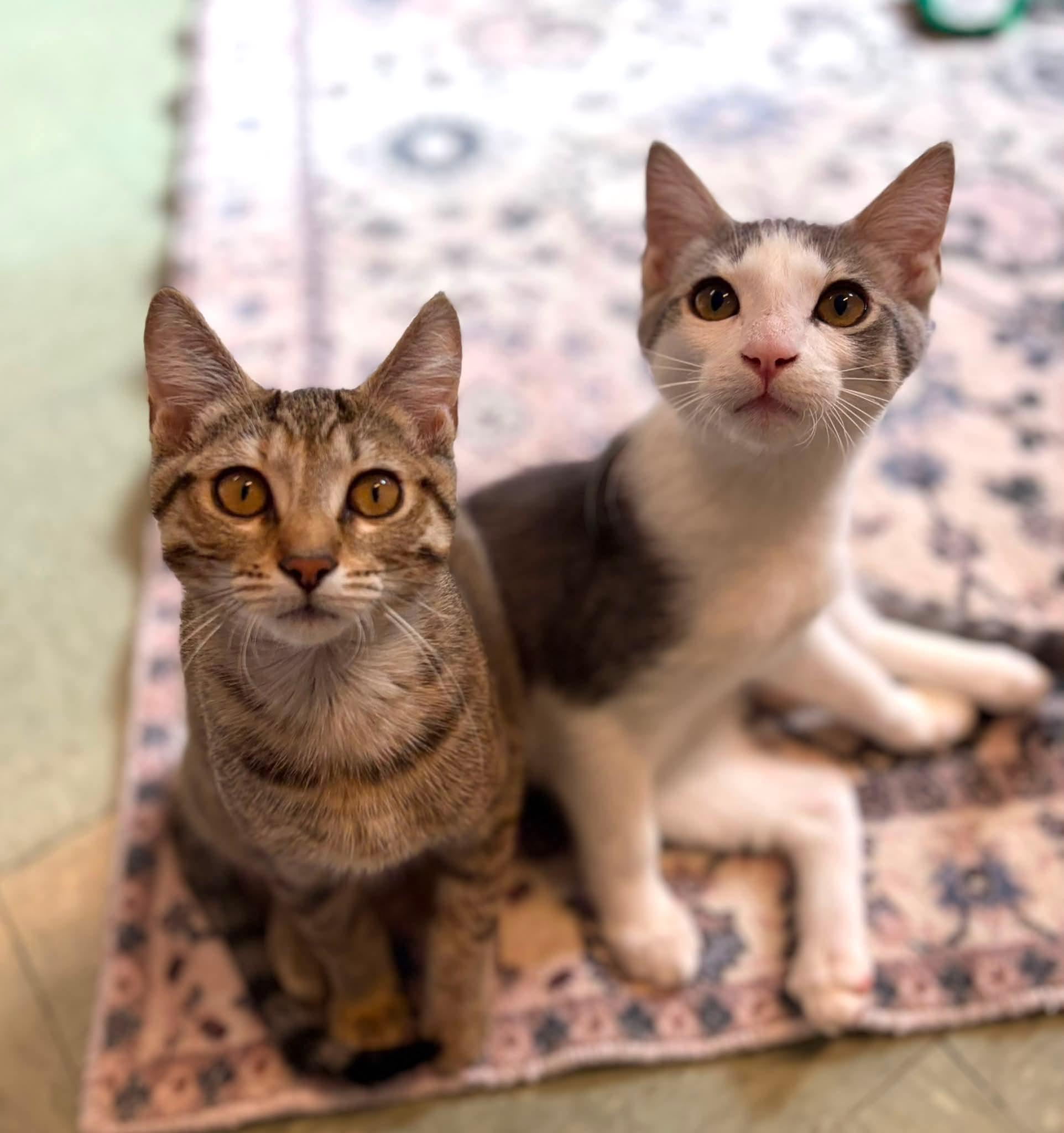 Photo of Boo & Scout