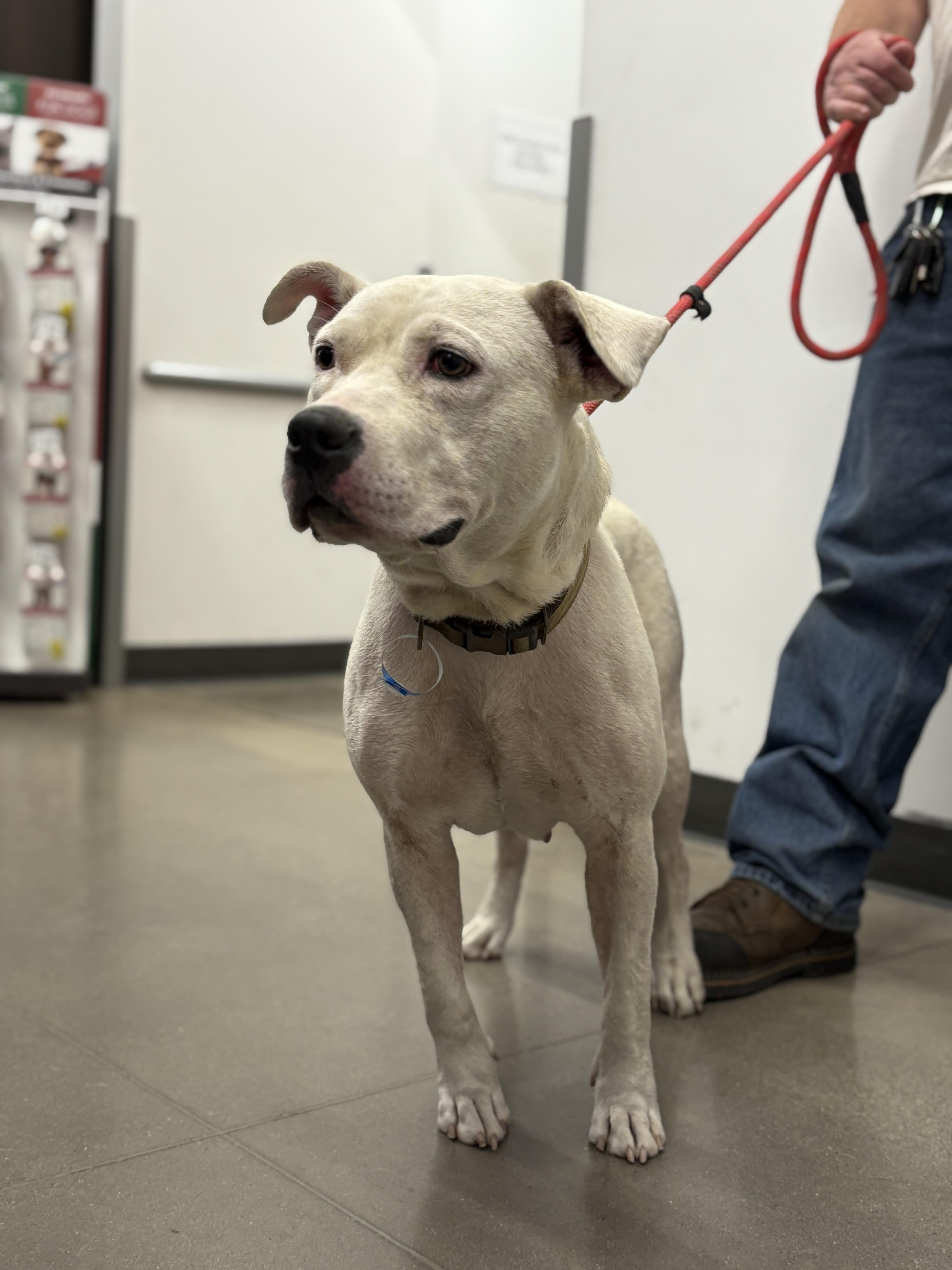 Snow Flake thumbnail 3