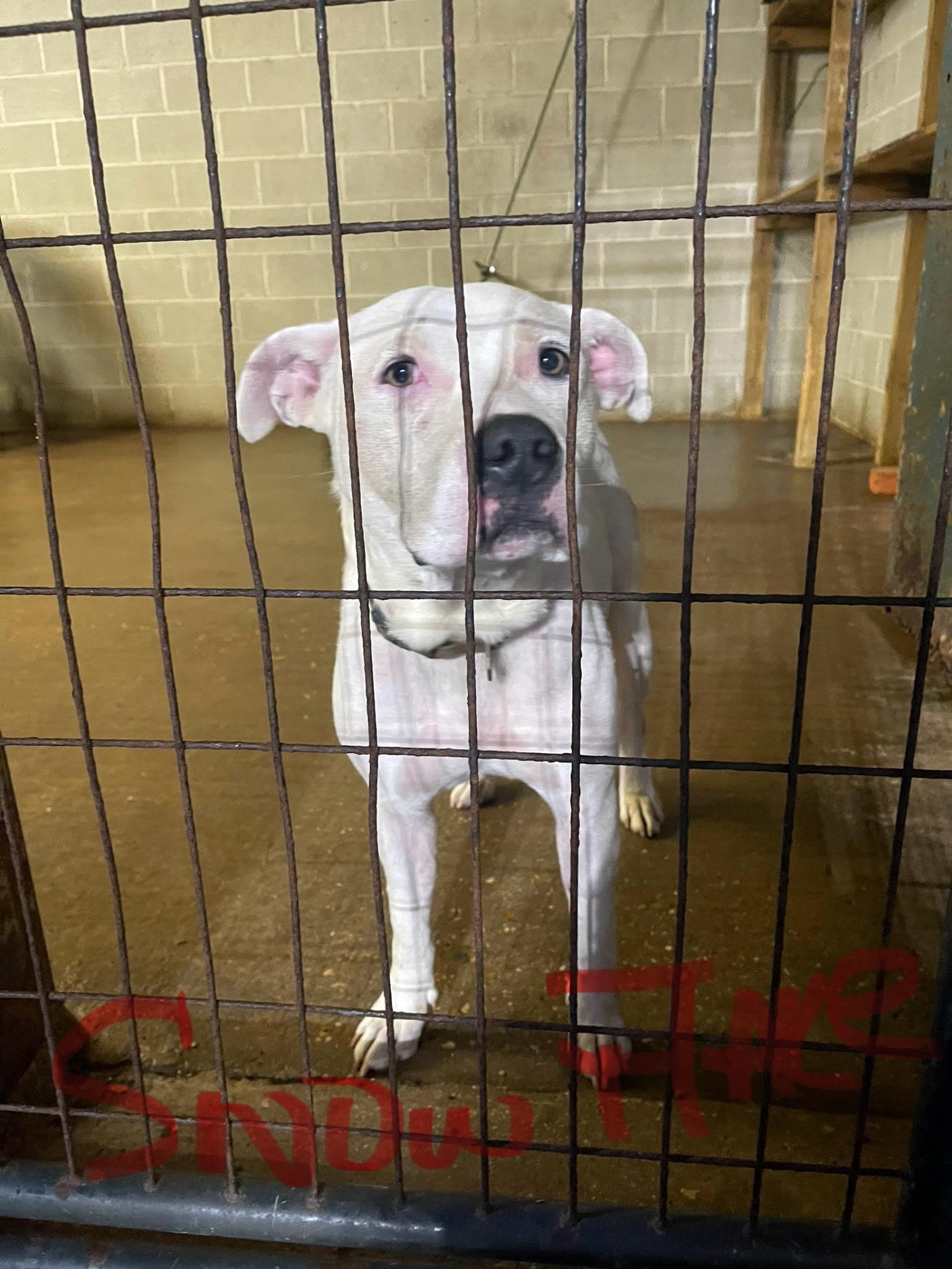 Snow Flake thumbnail 2