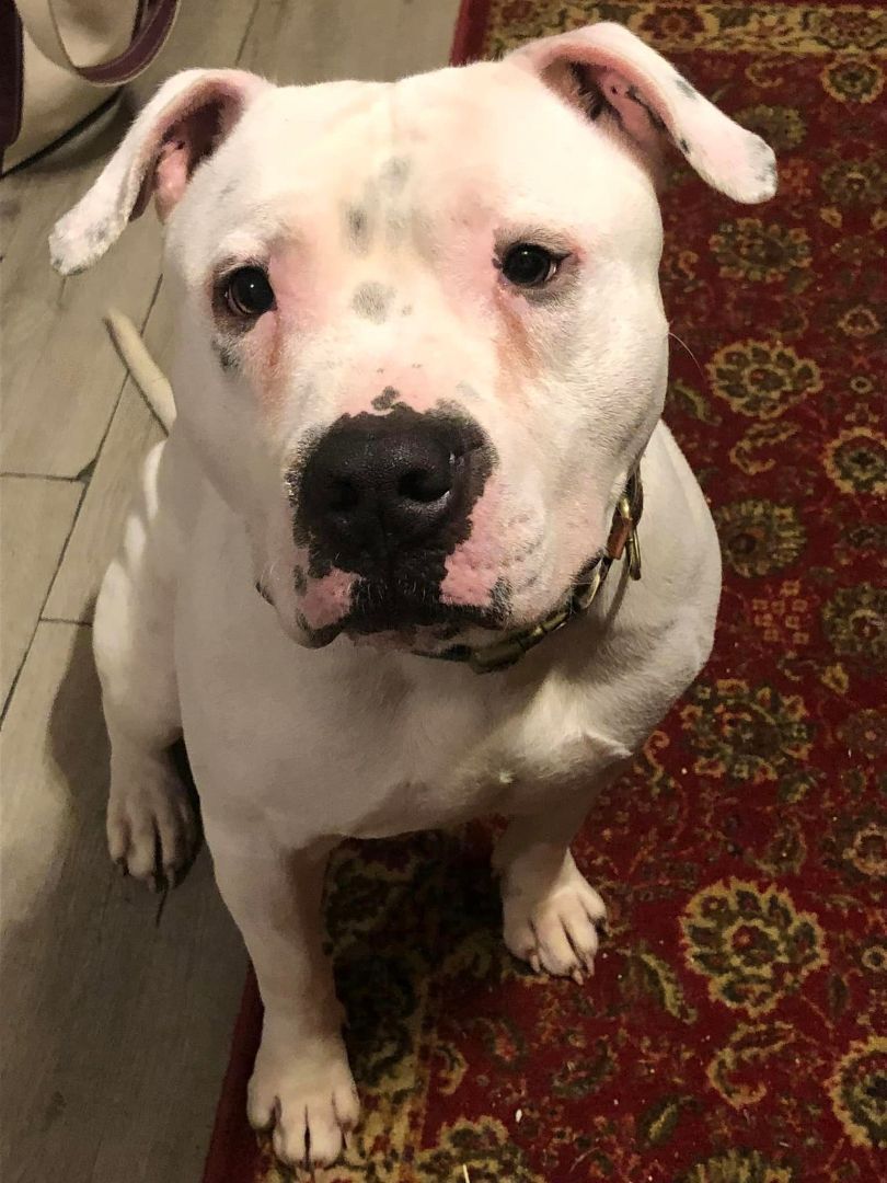 Creed, Adopted, Young Male American Bully.