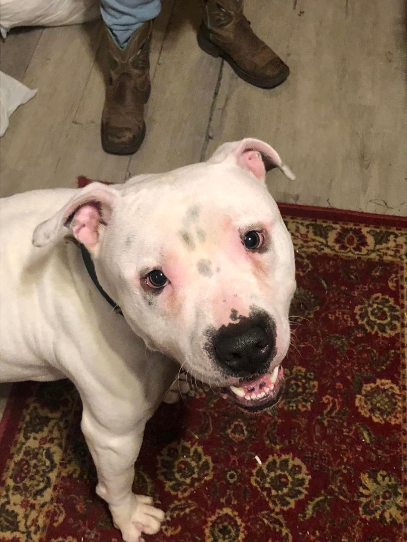 Creed, a Adopted mixed breed in Glover, VT image 2/8