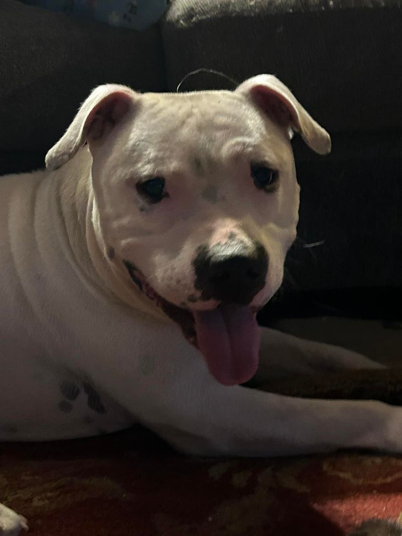 Creed, a Adopted mixed breed in Glover, VT image 3/8