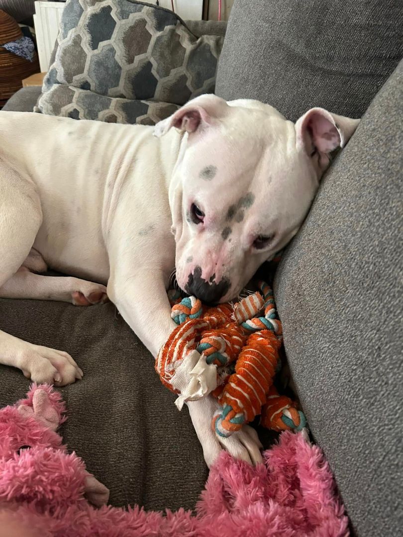 Creed, a Adopted mixed breed in Glover, VT image 4/8