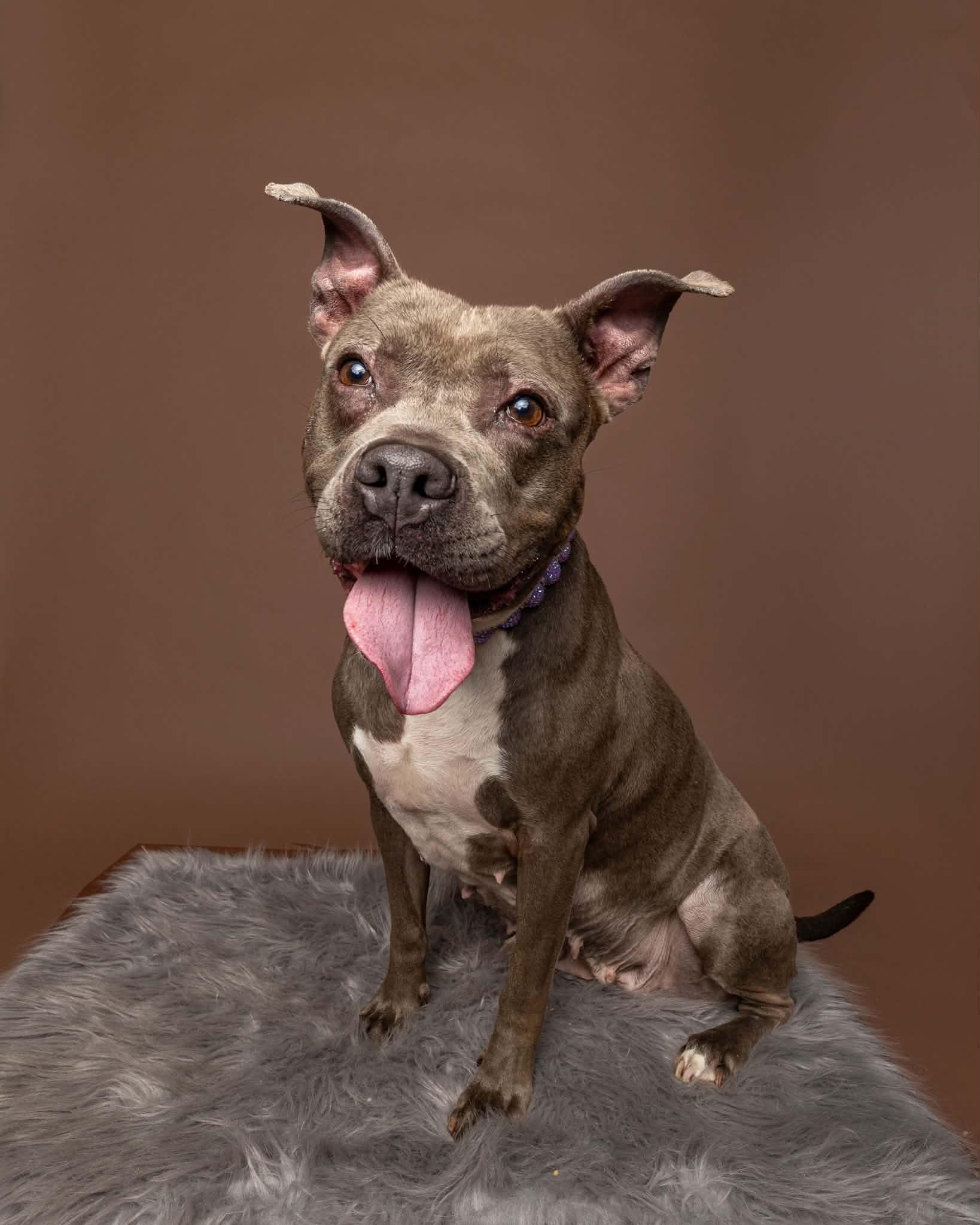 Enlarge Blueberry, a Adoptable mixed breed in Troy, MI image 1/6