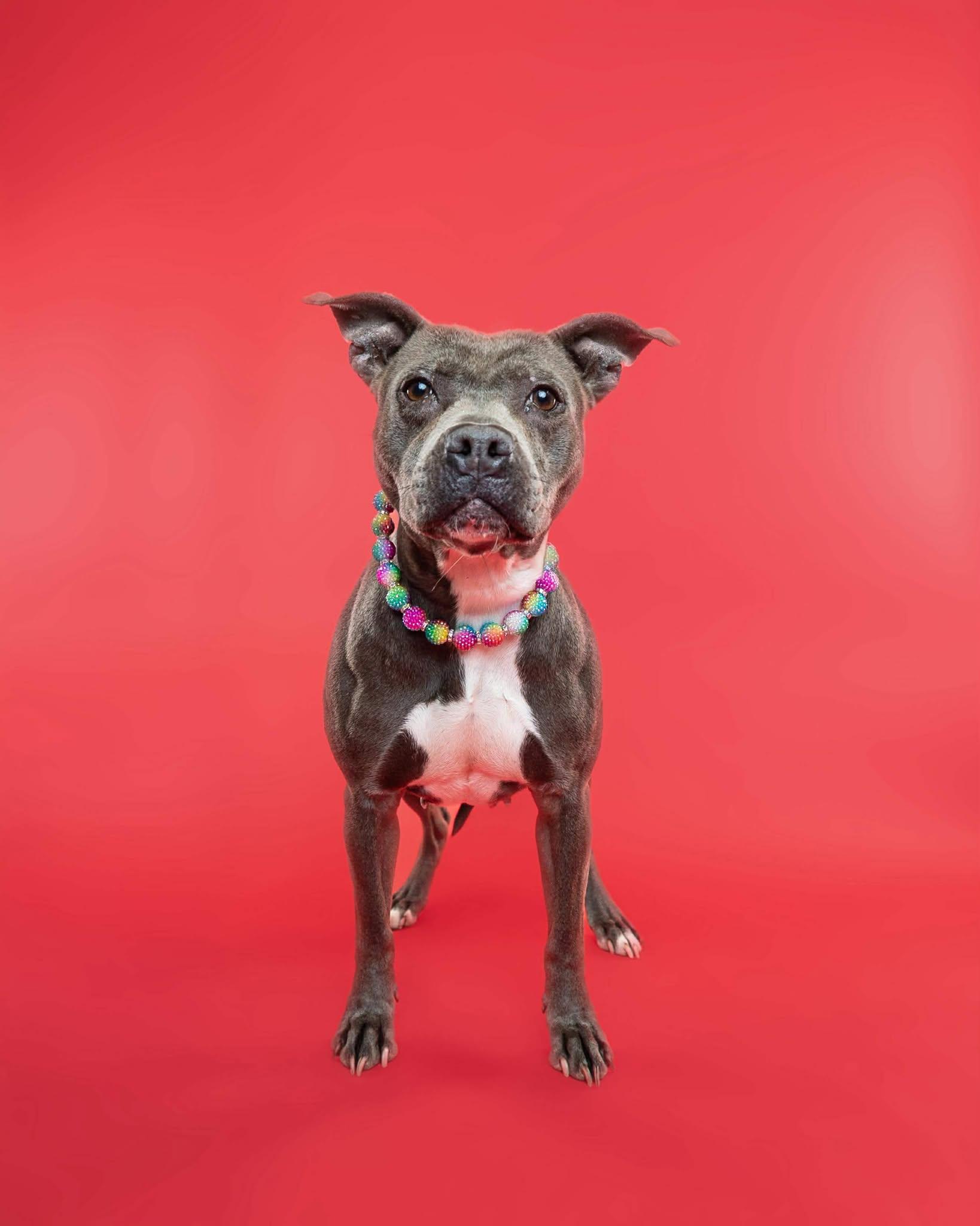 Blueberry, a Adoptable mixed breed in Troy, MI image 3/6