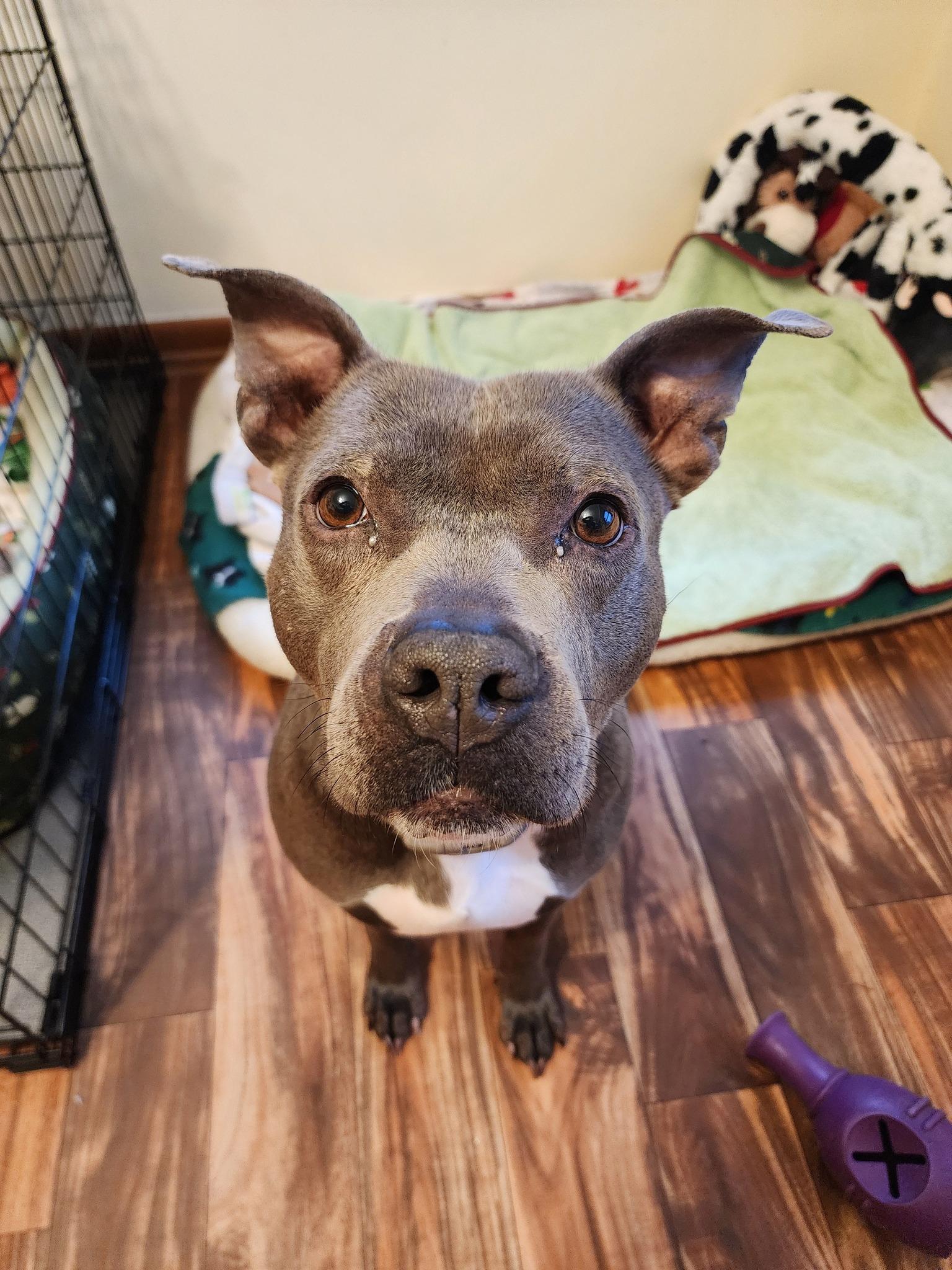 Blueberry, Adoptable, Adult Female Pit Bull Terrier & American Staffordshire Terrier.